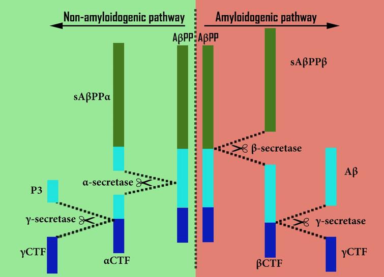 Comparison of amyloidogenic and non-amyloidogenic processing of AβPP.