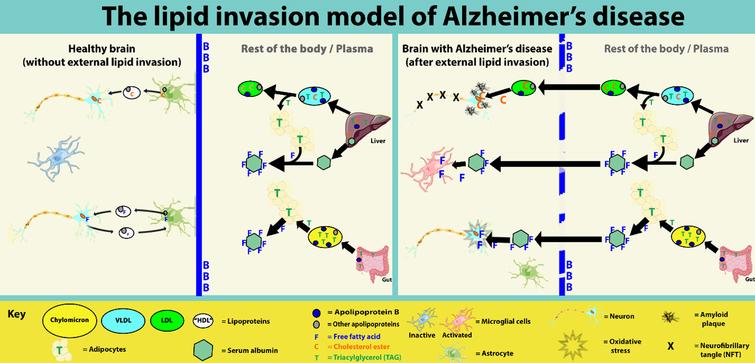 Summary diagram of lipid invasion model, showing basic differences between normal and AD-affected lipid transport. Diagram does not show bioenergetic changes or GABAergic aspects (tonic inhibition and inhibition of neurogenesis). Figure not to scale.