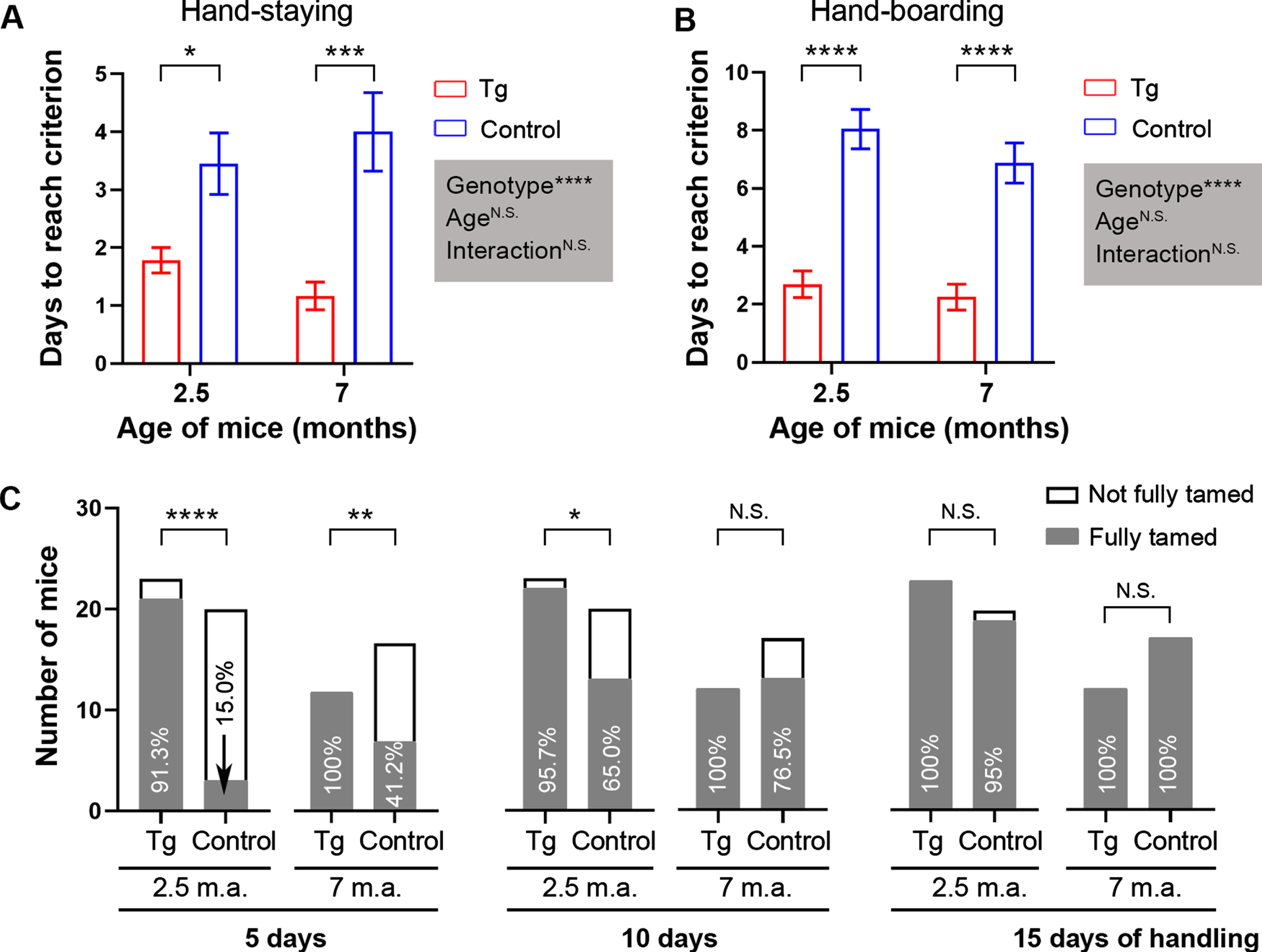 Shorter time is needed for 2.5- and 7-month-old 3×Tg-AD mice to be fully handling-habituated than for age-matched B6;129 genetic control mice. A, B) Bar charts showing days needed to reach the criterion in hand-staying test (A) and in hand-boarding assay (B). Data are expressed as mean±SEM (n = 12−23 mice/condition) and analyzed with two-way ANOVA. Shaded boxes show main factor effects and the interaction between factors. C) Stacked bar charts showing the number of mice that were fully tamed compared to those not fully tamed after 5, 10, and 15 days of handling-habituation. Contingency data were analyzed with Fisher’s exact test. Percentages of completely tamed mice are shown. *p < 0.05, ***p < 0.001, ****p < 0.0001. m.a., months of age.