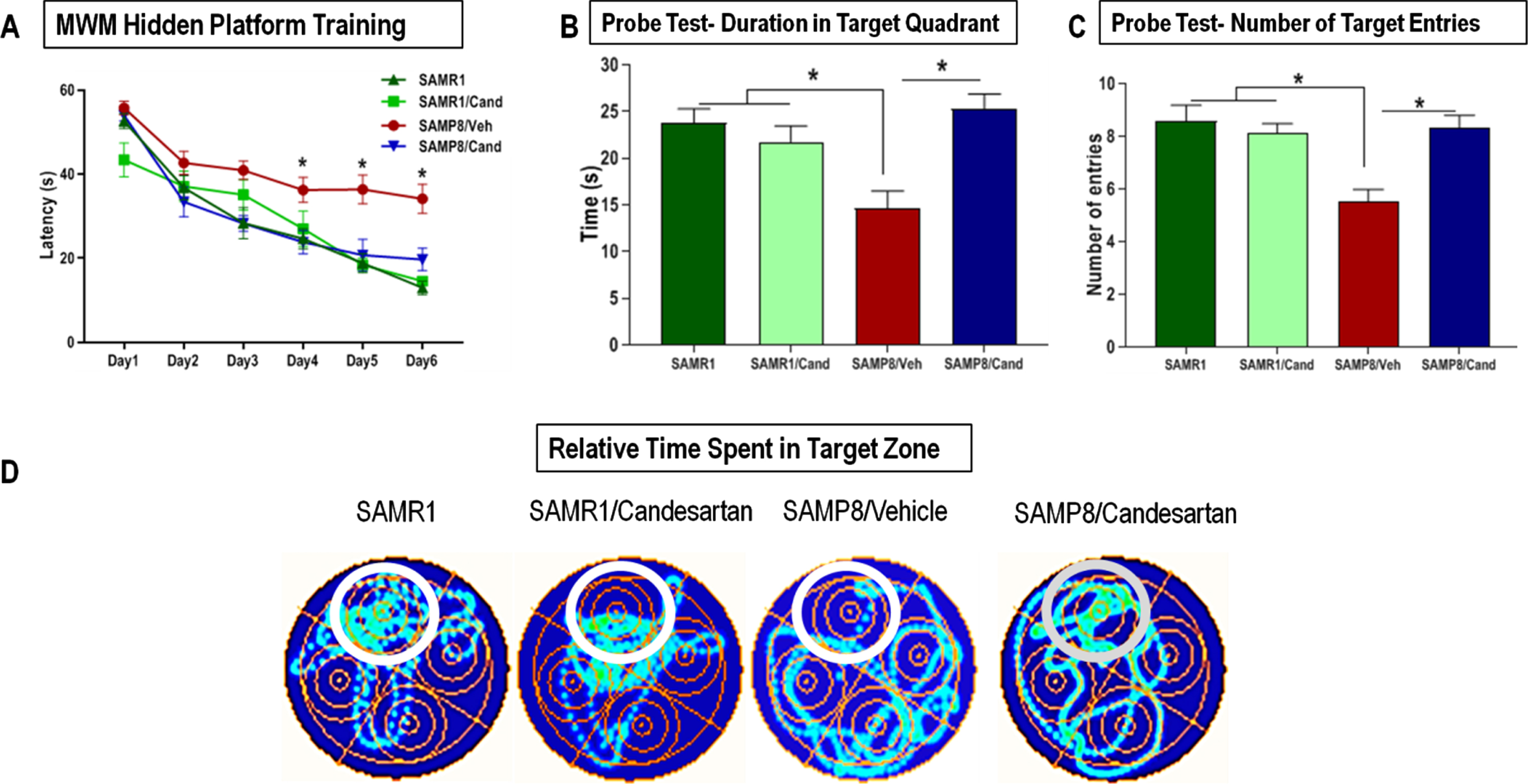 Effect of long-term candesartan treatment on learning, spatial working memory, and long-term/ reference memory retrieval in SAMR1 and SAMP8 mice. A) Learning and spatial working memory were evaluated by animals’ learning curve, the number of sessions it took for animals to acquire the paradigm and use the surrounding cues for spatial navigation of the maze to locate the hidden platform during the training period. The animal is introduced into the maze from various positions and relies on its working memory to reach the target. Long-term reference memory was determined by the probe test. Performance was evaluated by measuring the (B) time spent in the target quadrant as well as (C) number of target entries. D) Heat maps illustrating relative time spent in the various locations during the probe test (n ≈ 10 animals/group). Symbols and error bars indicate mean±SEM. One-way ANOVA or repeated-measures ANOVA mixed models were used to examine differences in outcomes between the 4 groups over time for the 6-day training, with statistical significance for post hoc pair-wise comparisons, denoted by *p < 0.05.