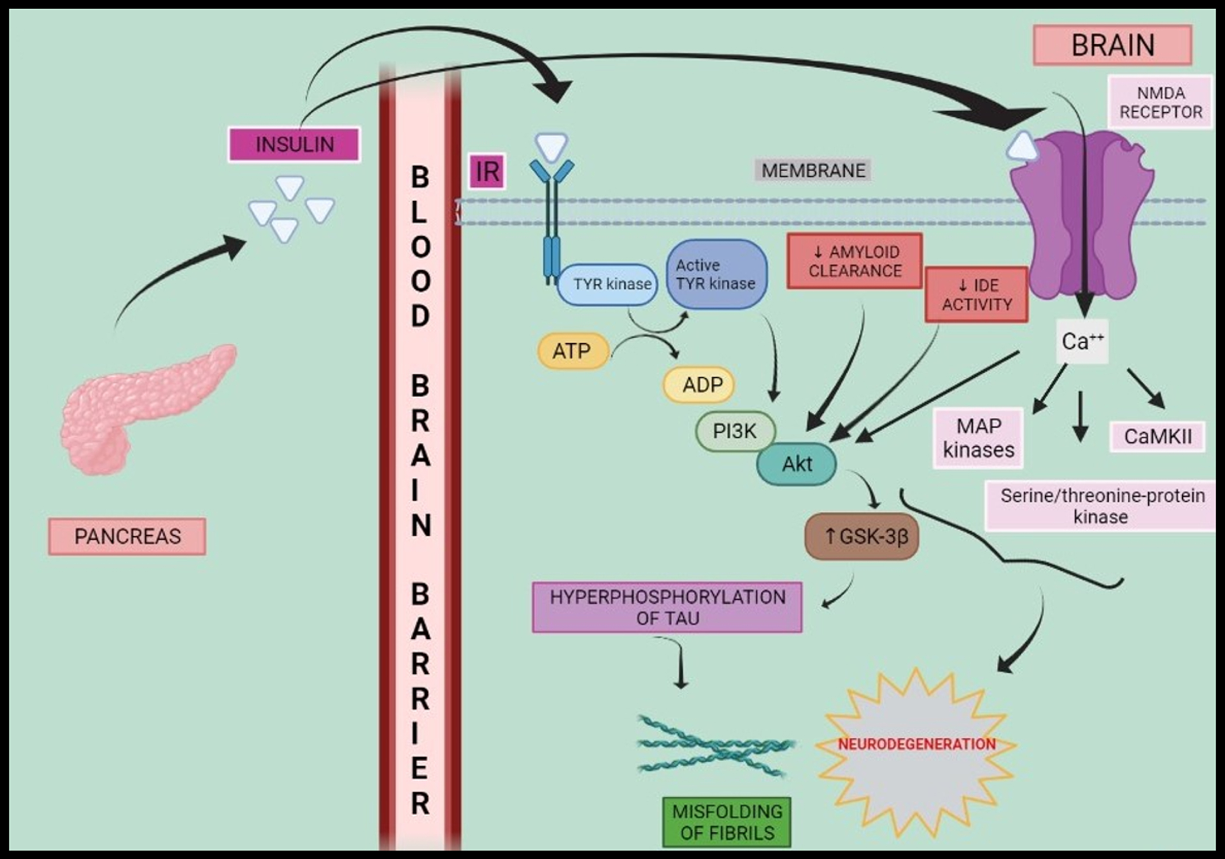 Schematic representation of insulin signalling and neurodegeneration. Peripheral hyperinsulinemia causes insulin to cross blood-brain barrier where it binds to IR and elicits a series of reactions such as phosphorylation of Tyrosine kinase and activation of PI3K-Akt as well as MAP kinases, serine/threonine-protein kinase, CaMKII which in turn elevates activity of GSK-3β and fasten the progresses to neurodegeneration via hyperphosphorylation of tau protein. IR, insulin receptor; ATP, adenosine triphosphate; ADP, adenosine diphosphate; Tyr kinase, tyrosine kinase; IDE, insulin degrading enzyme; PI3K, phosphoinositol-3-kinase; MAP kinase, mitogen activated protein kinase; CaMKII, calcium modulating protein dependent kinase-2; GSK-3β, glycogen synthase kinase-3β; NMDA receptor, N-methyl D-aspartate receptor.