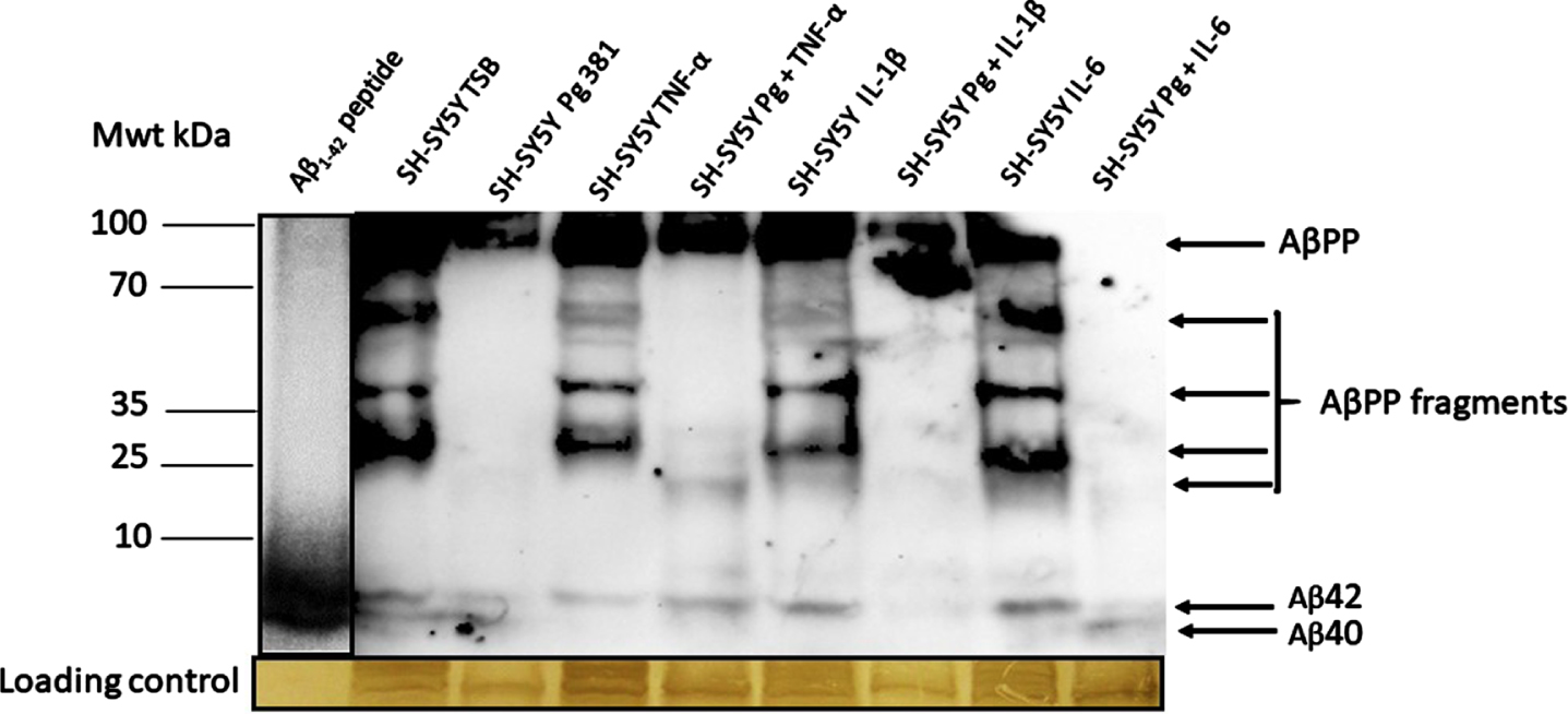  Western blot image from mouse anti-Aβ antibody; and related densitometric analysis of Aβ40 and Aβ42 bands (B, Aβ40; C, Aβ42) and when data was pooled for the relative abundance of Aβ. The anti-Aβ antibody apart from detecting the full AβPP and variable length cleavage fragments were also detected in addition to Aβ40 and Aβ42.