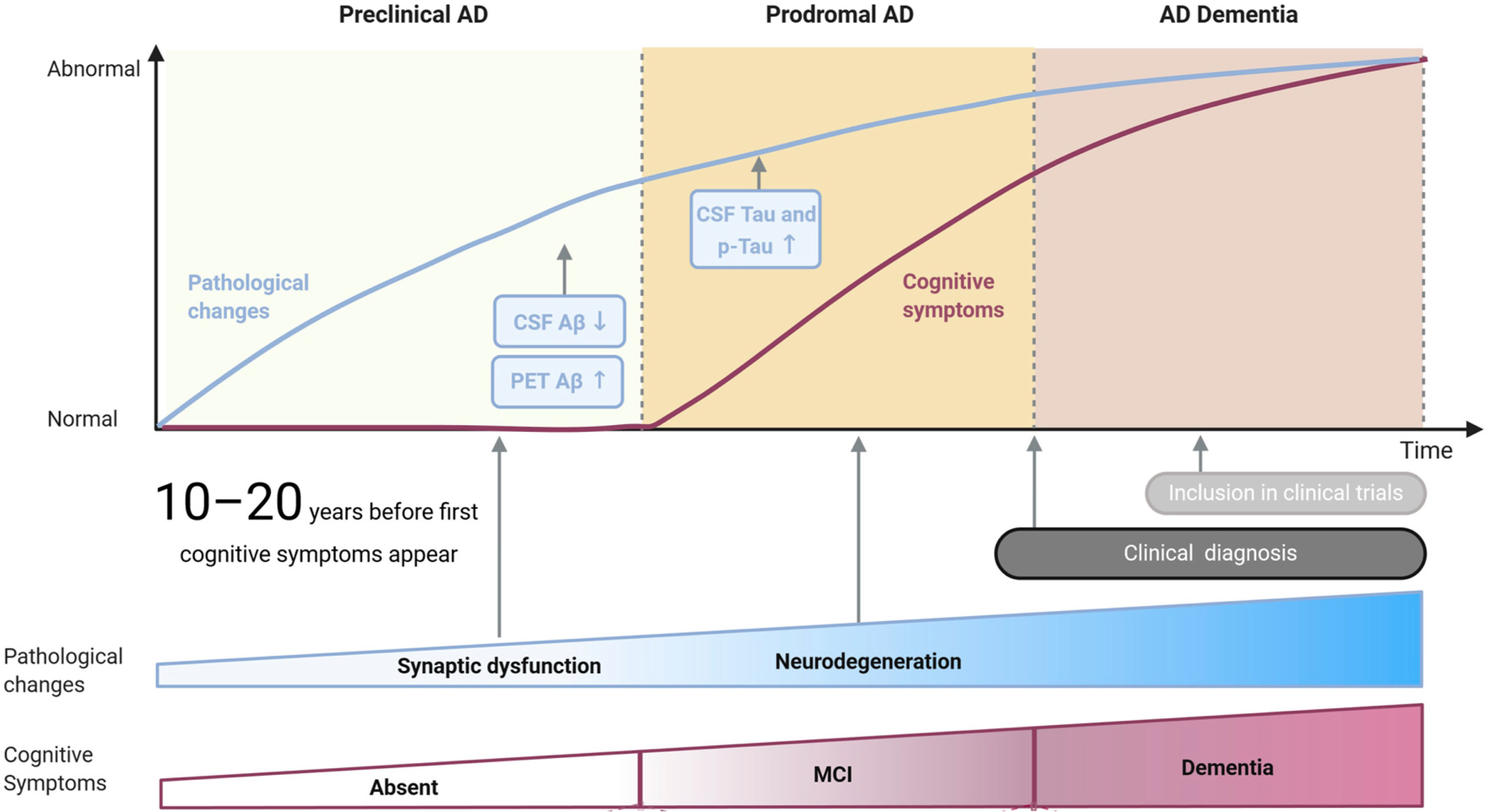 Three subsequent stages of Alzheimer’s disease: preclinical AD, prodromal AD, and AD dementia. Pathological changes are indicated by a blue line on the graph and at the bottom of the figure. Cognitive symptoms are indicated by a purple line and at the bottom of the figure. Aβ and tau are the pathological biomarkers currently used for AD. Adapted from [19].