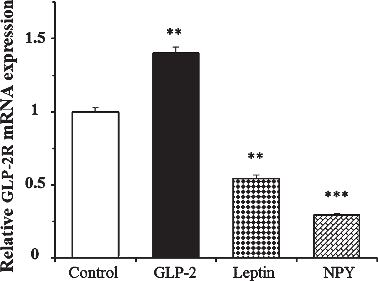 Effect of GLP-2, leptin, and Neuropeptide Y on the expression of GLP-2R mRNA in cultured rat astrocytes at 4 h of incubation in a medium containing low glucose concentration. Astrocytes were incubated in a serum-free DMEM medium, containing 1.4 mM glucose, and supplemented with 2 mg/mL BSA (control, n = 12), and 10 nM GLP-2 (n = 12), 10 nM leptin (n = 6), or 100 nM NPY (n = 6) for 4 h. The GLP-2R mRNA was analyzed using real time quantitative RT-PCR as indicated in the experimental procedures. Data are presented as the mean±SEM. **p < 0.01; ***p < 0.001, significant effect of treatments on gene expression compared to control cells, using 1-way ANOVA with Bonferroni correction.