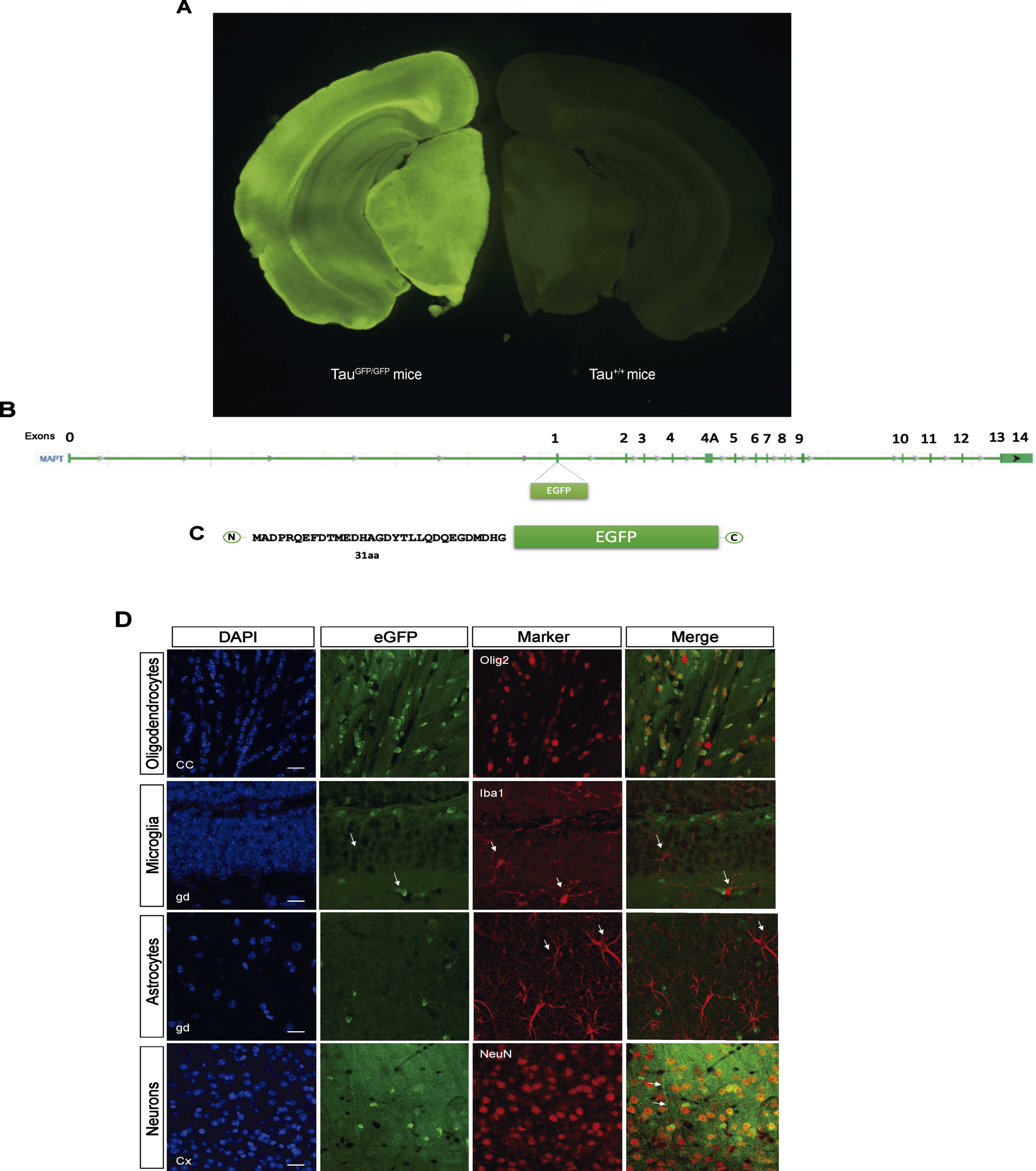 B6.129S4(Cg)-Mapttm1(eGFP)Klt/J Mice (TauGFP/GFP mice). A) Fluorescence loupe image of a brain coronal section in a TauGFP/GFP and Tau+/+ (wild type) mice. B) Gene Mapt schematic with GFP insertion in the first exon and (C) scheme of the resulting protein with the first 31 amino acids of tau protein followed by cytoplasmic eGFP protein that is expressed under the endogenous tau promoter. D) Representative fluorescence confocal microscopy images with different markers of glial cells as Olig2 (oligodendrocytes), Iba1 (microglia), GFAP (astrocytes), and NeuN (neurons) and their colocalization with the endogenous signal in TauGFP/GFP mice. Scale bar 10μm.