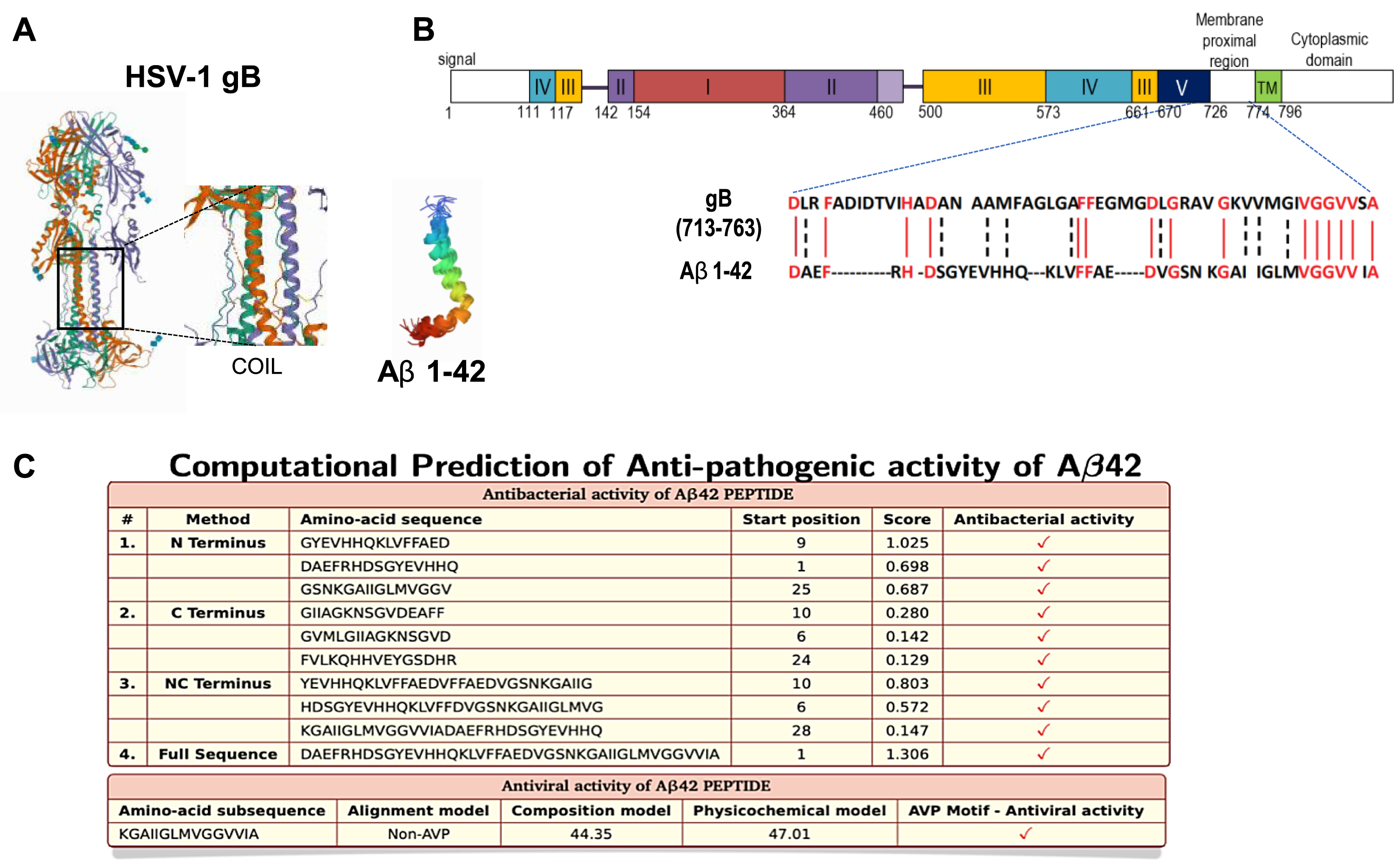 Molecular structure, sequence alignment, and anti-pathogenic property of Aβ. A) 3D crystal structure of HSV-1-gB and Aβ42; data from PDB (RCSB Protein Data Bank, http://www.rcsb.org) are shown using PyMol software. Center panel shows zoom on HSV-1 gB intermembrane sequence with formed coils. B) Sequence alignment between HSV-1-gB and Aβ42 (using PyMol software). C) Prediction of amino-acid sub sequences of Aβ42 possessing antibacterial activity via AntiBP2 software (http://crdd.osdd.net/raghava/antibp2) and antiviral activity with AVPpred software (http://crdd.osdd.net/servers/avppred).