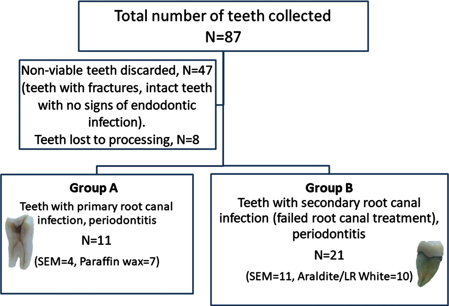 Flowchart of the study. A flowchart of the study shows the total number of freshly extracted teeth collected from NHS dental practices (N = 87), of which 47 teeth were found to be non-viable due to stated reasons and 8 teeth were lost due to processing. The study groups were divided into teeth with primary root canal infection and periodontitis (Group A, N = 11) and teeth with secondary root canal infection (failed root canal treatment) and periodontitis (Group B, N = 21). In Group A, 4 teeth were processed for SEM imaging and 7 teeth were processed for paraffin wax embedding. In Group B, 11 teeth were processed for SEM imaging and 10 teeth along with gutta-percha were divided up for LR White resin and Araldite.