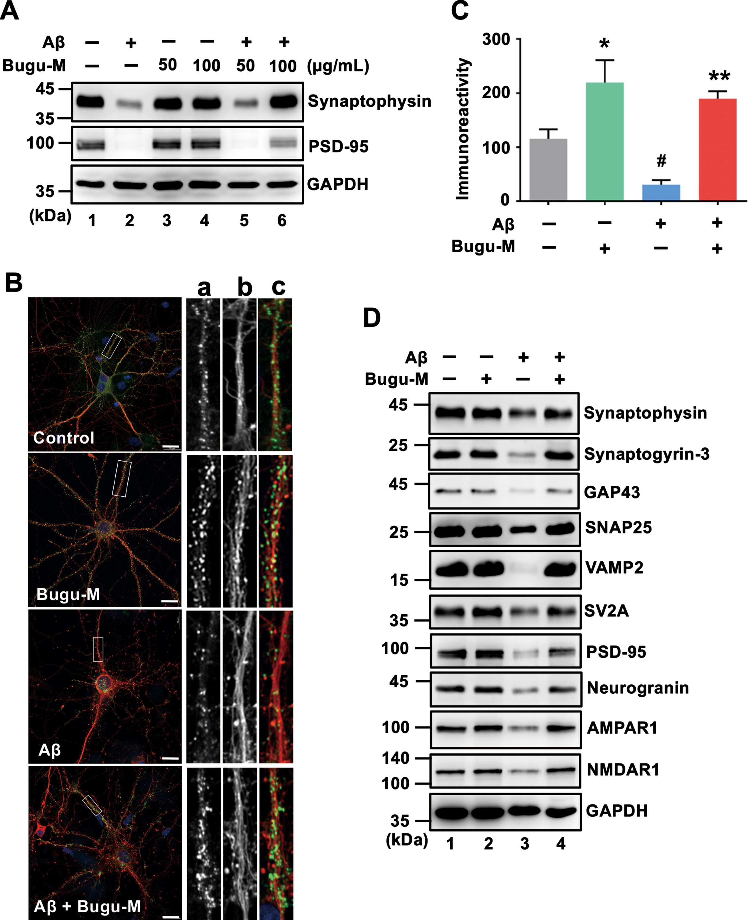 Bugu-M reverses Aβ-evoked synaptic disruption in neurons. A) Rat cortical neurons were pre-incubated with Bugu-M (50 and 100 μg/mL) for 1 h before Aβ25–35 stimulation for 72 h. Insoluble fractions were subject to immunoblotting for PSD-95 and synaptophysin. GAPDH was used as a loading control. B) Rat cortical neurons were pretreated with 100 μg/mL Bugu-M for 1 h and then incubated with Aβ25–35 for 72 h. Synaptic integrity was assessed by immunofluorescence co-labeling of PSD-95 (green, a) and β-III tubulin (red, b), and higher magnification images are shown in a-c (merge). Confocal images are single optical slices, and camera and microscope setting were equivalent for comparisons between groups. Shown are representative images. Scale bar, 10 μm. (C) PSD-95 immunoreactivity was quantified by ImageJ. Data are shown as mean±SEM (n = 3). Statistical significance between groups were analyzed by one-way ANOVA and Fisher‘s LSD test. #p < 0.05 versus the untreated control group; **p < 0.01 versus the Aβ group. D) Rat cortical neurons were pre-incubated with 100 μg/mL Bugu-M for 1 h followed by Aβ25–35 incubation for 72 h. The membrane-enriched fractions were subject to Westen blot analysis for presynaptic proteins (synaptophysin, synaptogyrin-3, GAP43, SNAP25, VAMP2, and SV2A), postsynaptic proteins (PSD-95 and neurogranin), and glutamate receptors (AMPAR1 and NMDAR1). GAPDH was used as a loading control. Densitometric quantification of immnoreactive bands was conducted using ImageJ, and the fold changes to control bands are analyzed in Supplementary Figure 4.