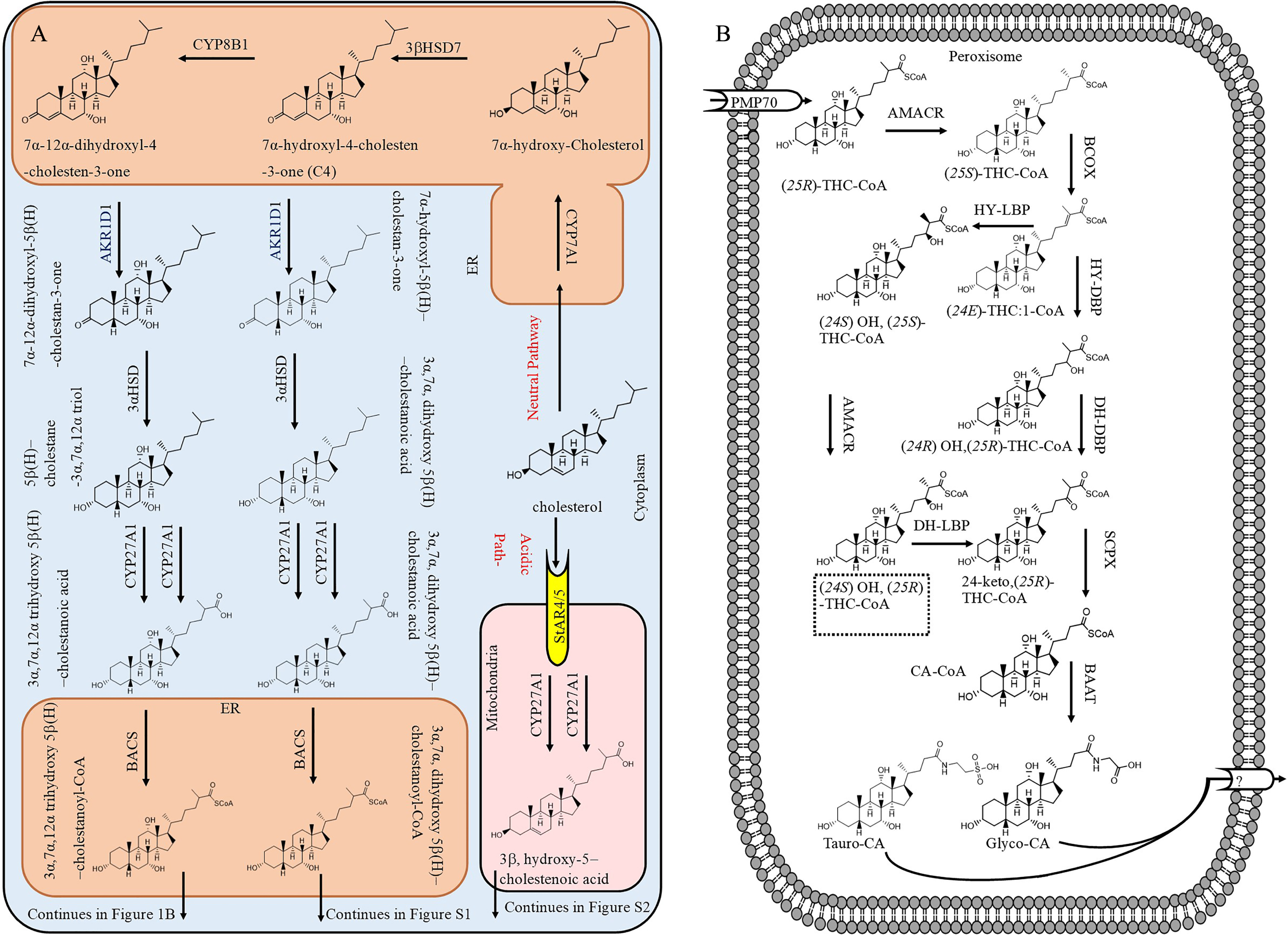 The biosynthesis of bile acids from cholesterol by the neutral or acidic pathway A) in the cytoplasm and B) completion in peroxisomes (only for biosynthesis of conjugated cholic acid).