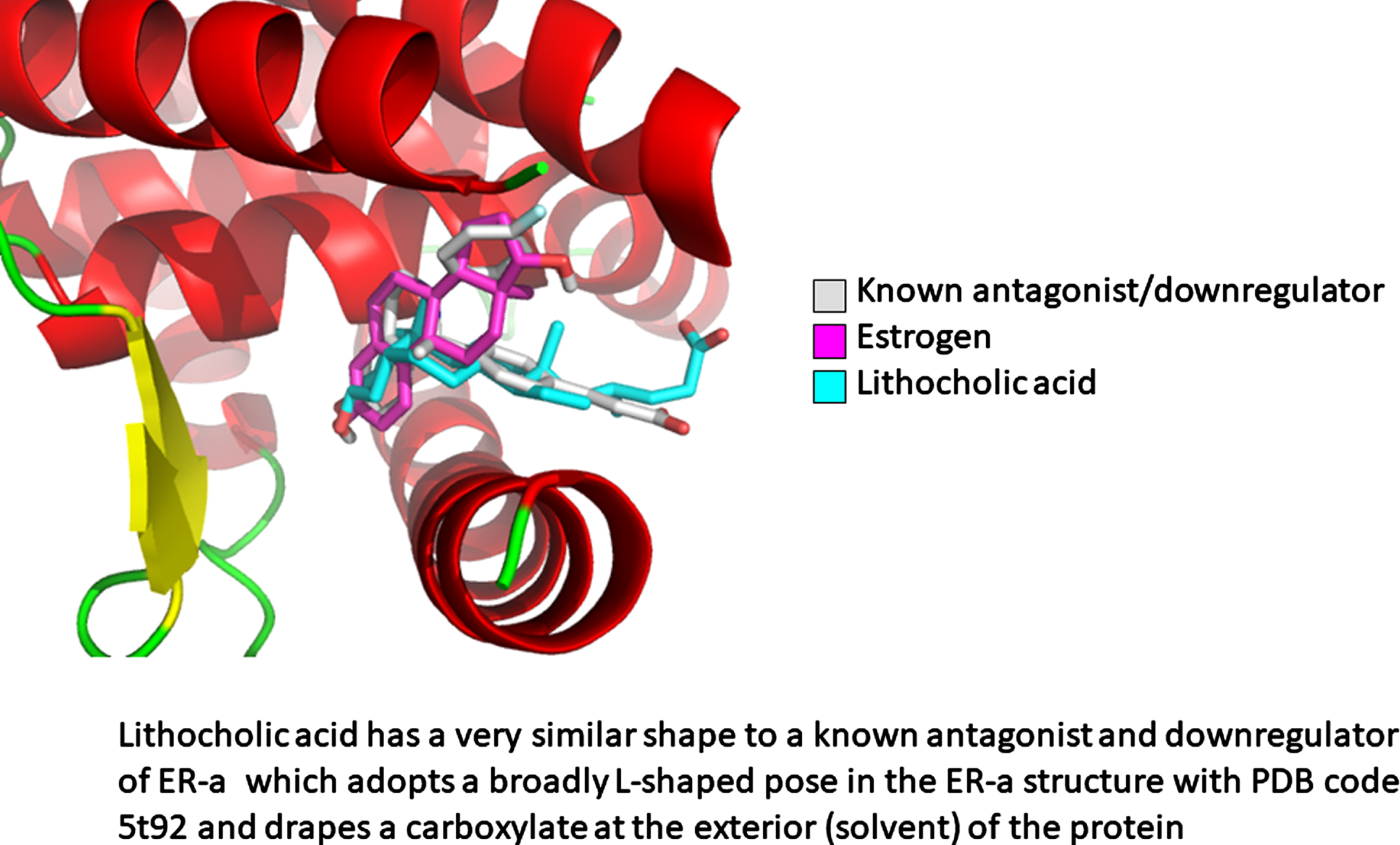 The molecular modelling of the interaction of estrogen receptor-α (ERα) with lithocholic acid. Lithocholic acid has a very similar shape to a known antagonist (compound 9 in reference [398], the molecular structure of the compound is given in Supplementary Figure 3) and down regulator of ERα which adopts a broadly L-shaped pose in the ERα structure with PDB code 5t92 and drapes a carboxylate at the exterior (solvent) of the protein.