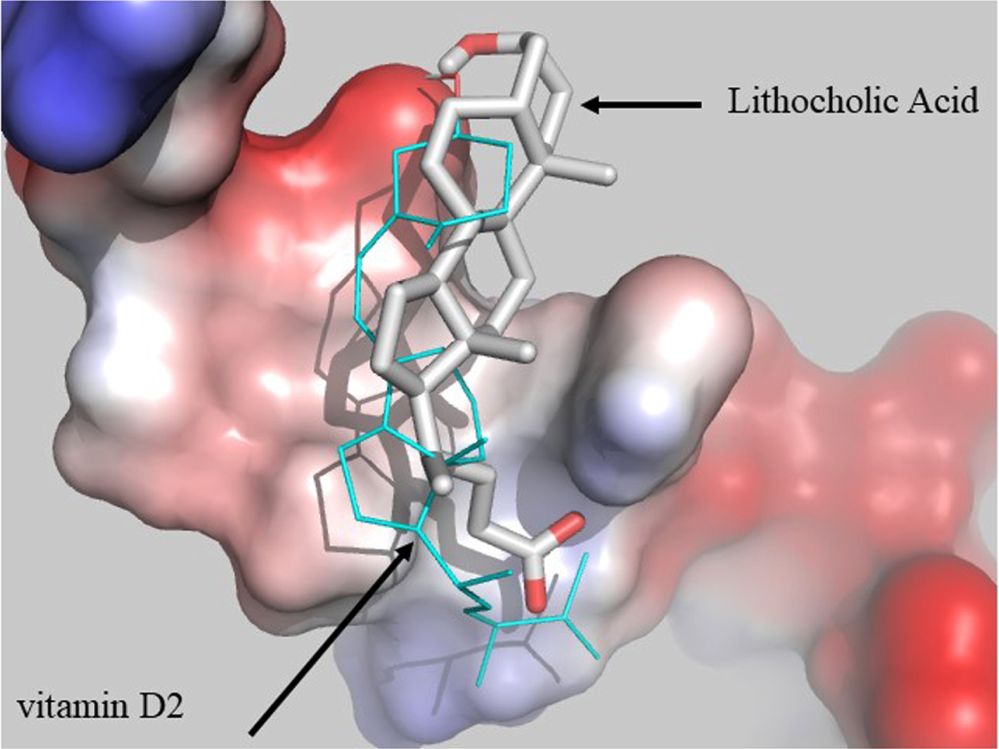 Molecular modelling simulation of docking between LCA (grey sticks), vitamin D2 (cyan lines) and Aβ1 - 40, demonstrating possible promotion of Aβ plaque formation by LCA.