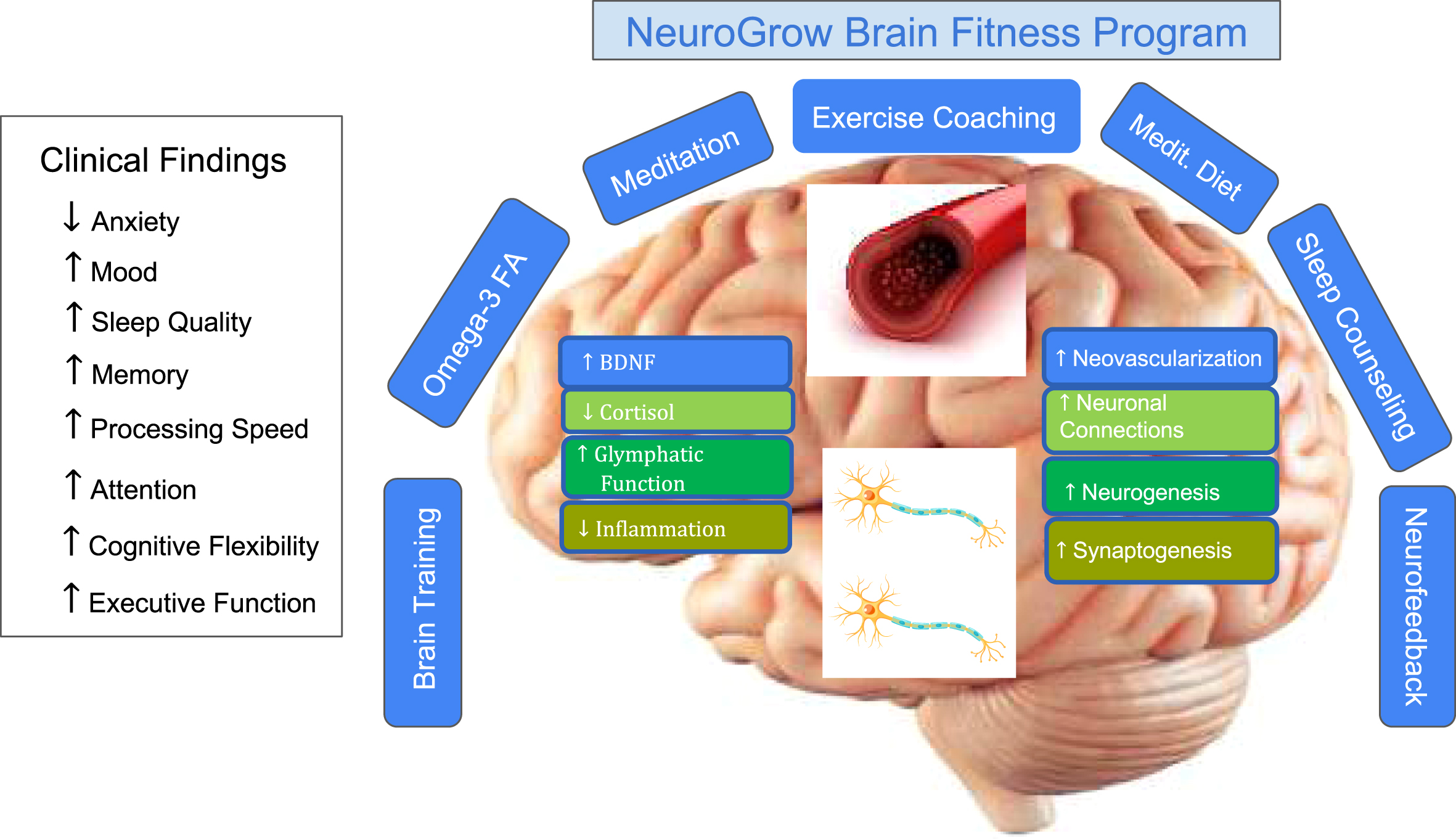 Summary of the NeuroGrow Brain Fitness Program interventions and the mechanisms by which this multi-disciplinary set of interventions may improve clinical symptoms. In NeuroGrow’s 12-week Brain Fitness Program, patients receive EEG-based neurofeedback, which is a form of biofeedback to help normalize brain oscillations. They also receive life coaching (to improve their sleep, meditate, exercise more, eat a Mediterranean diet, and take omega-3 fatty acid supplements) as well as targeted brain training (to improve their memory, attention, executive function, processing speed, and other cognitive domains). The combination of these interventions can potentially increase levels of brain-derived neurotrophic factor (BDNF), reduce levels of cortisol, enhance glymphatic function, and reduce inflammation in the brain. They may also increase the number of blood vessels in the brain (neo-vascularization), promote neurogenesis, ameliorate connectivity in the brain, and result in a higher number of synapses. However, it is also possible that these interventions improve cognitive capacity and symptoms of patients with memory loss, ADHD, and PCS through other mechanisms such as better physical health and enhanced psychological factors. More studies with data from brain MRIs and blood biomarkers are needed to establish the exact mechanisms for improvements noted in these patient populations.