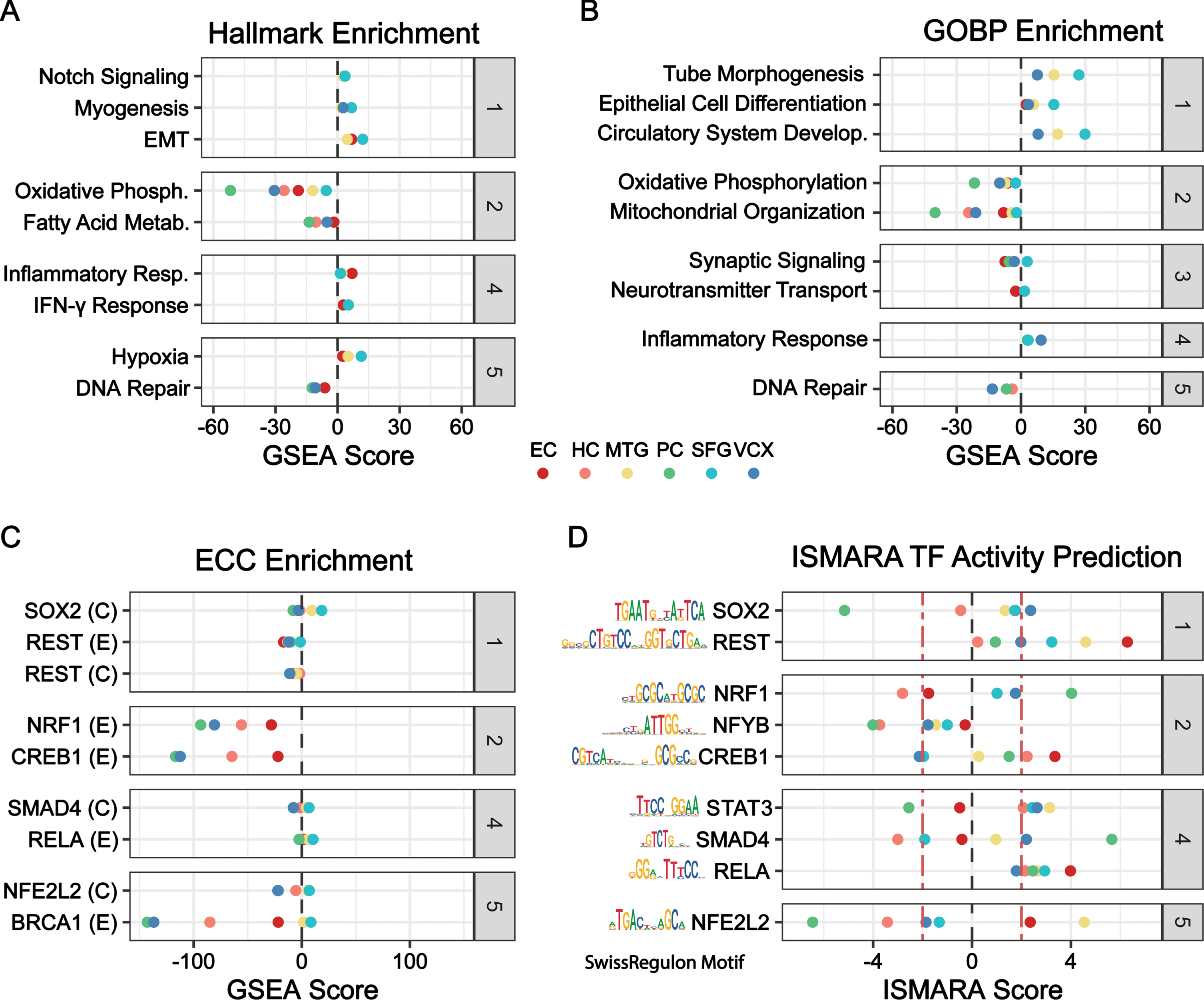 Functional enrichment, TF-target enrichment, and motif-based TF-activity prediction. Categories (gray): (1) Dedifferentiation, (2) Energetics, (3) Neuron Function, (4) Inflammation, (5) Stress Response. A-C) Geneset enrichment analysis by fgsea in all six brain regions using (A) Hallmark, (B) GOBP, and (C) ENCODE-ChEA Consensus (ECC) TF-gene target collection. GSEA score is the -log10 of the adjusted p-value multiplied by the sign of the NES (net enrichment score). D) ISMARA TF activity prediction using the Swiss regulon motif database across all six brain regions. ISMARA score is a function of the z-score, the direction of mean TF target expression change, and the direction of Pearson correlation between TF gene expression and target gene expression. The red line delineates the ISMARA score of ±2, outside of which terms are considered significant.