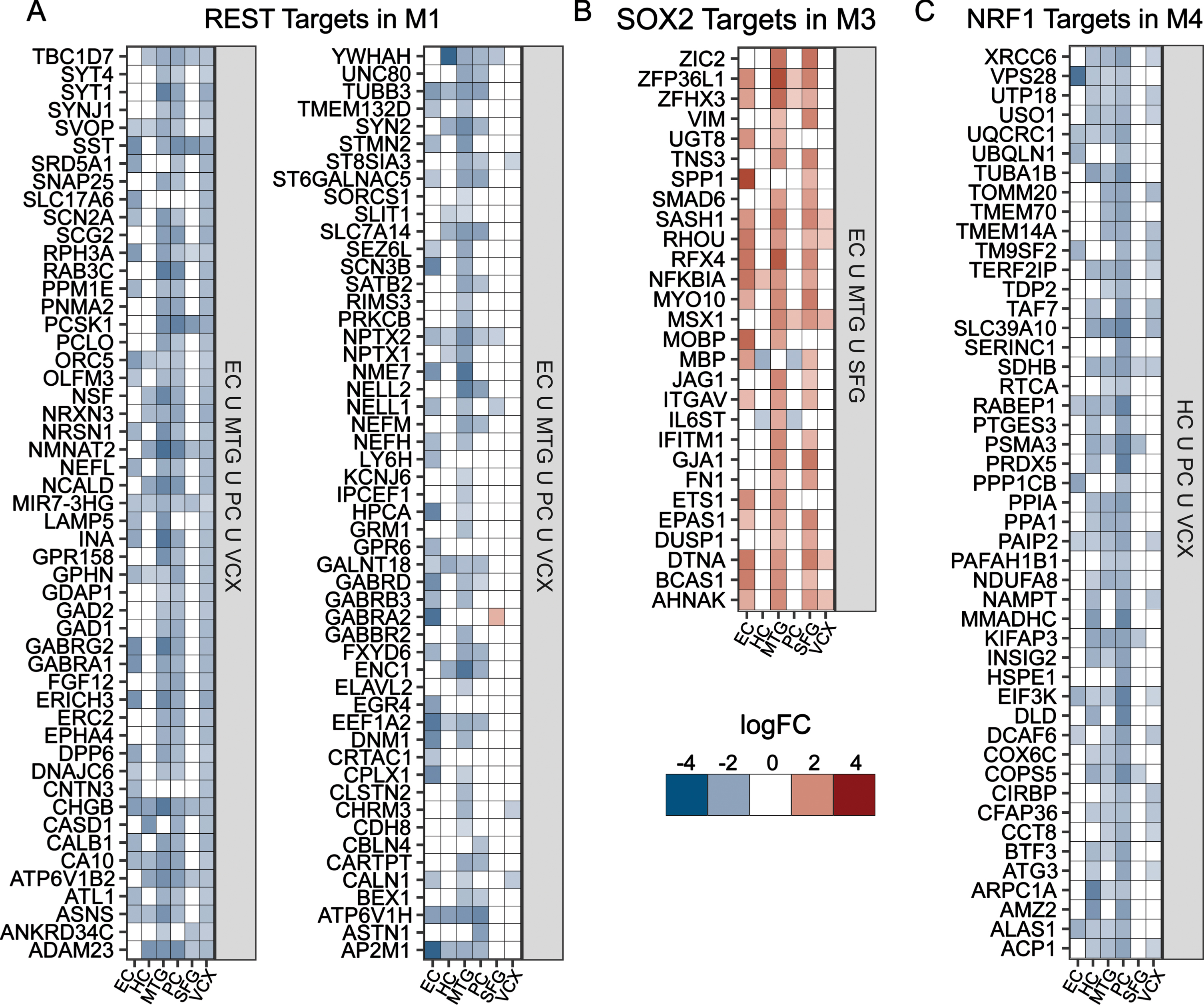 TF target differential gene expression for Module-specific TFs. A-D) Gene expression heatmaps for the targets of key TFs identified for modules M1, M3, and M4; (A) M1 REST targets in EC ∪ MTG ∪ PC ∪ VCX; (B) M3 SOX2 targets in EC ∪ MTG ∪ SFG; and (C) M4 NRF1 targets that are in HC ∪ PC ∪ VCX.