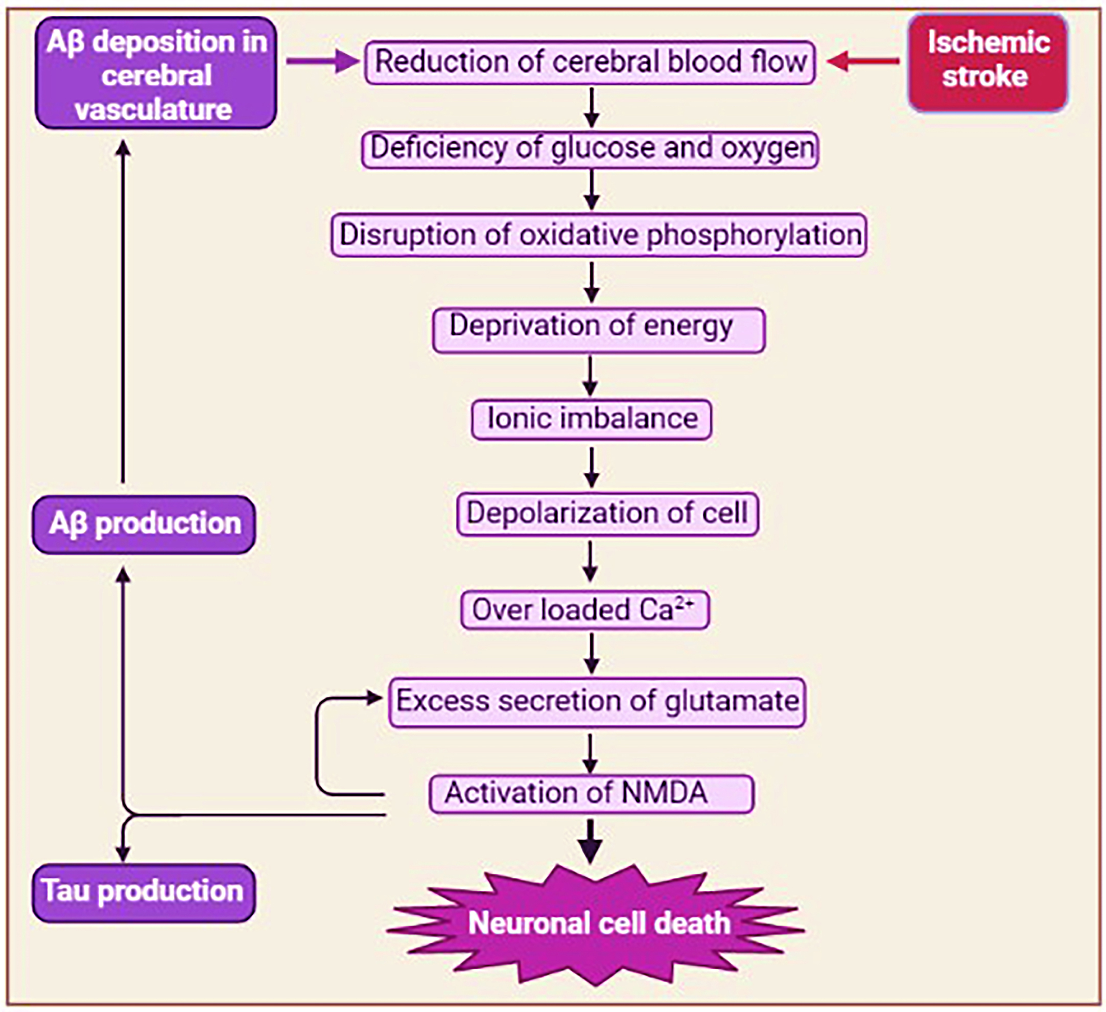 Schematic representation of excitotoxicity pathway in Alzheimer’s disease (AD) and ischemic stroke. In AD, Aβ deposition reduces the blood flow in the brain and causes excitotoxicity by the excess secretion of glutamate. In addition, activation of extrasynaptic N-methyl-D-aspartate receptors (NMDA) accelerates the production of Aβ and tau protein in AD [24, 25]. Similarly, in ischemic stroke reduced blood flow in the brain causes neuronal cell death.