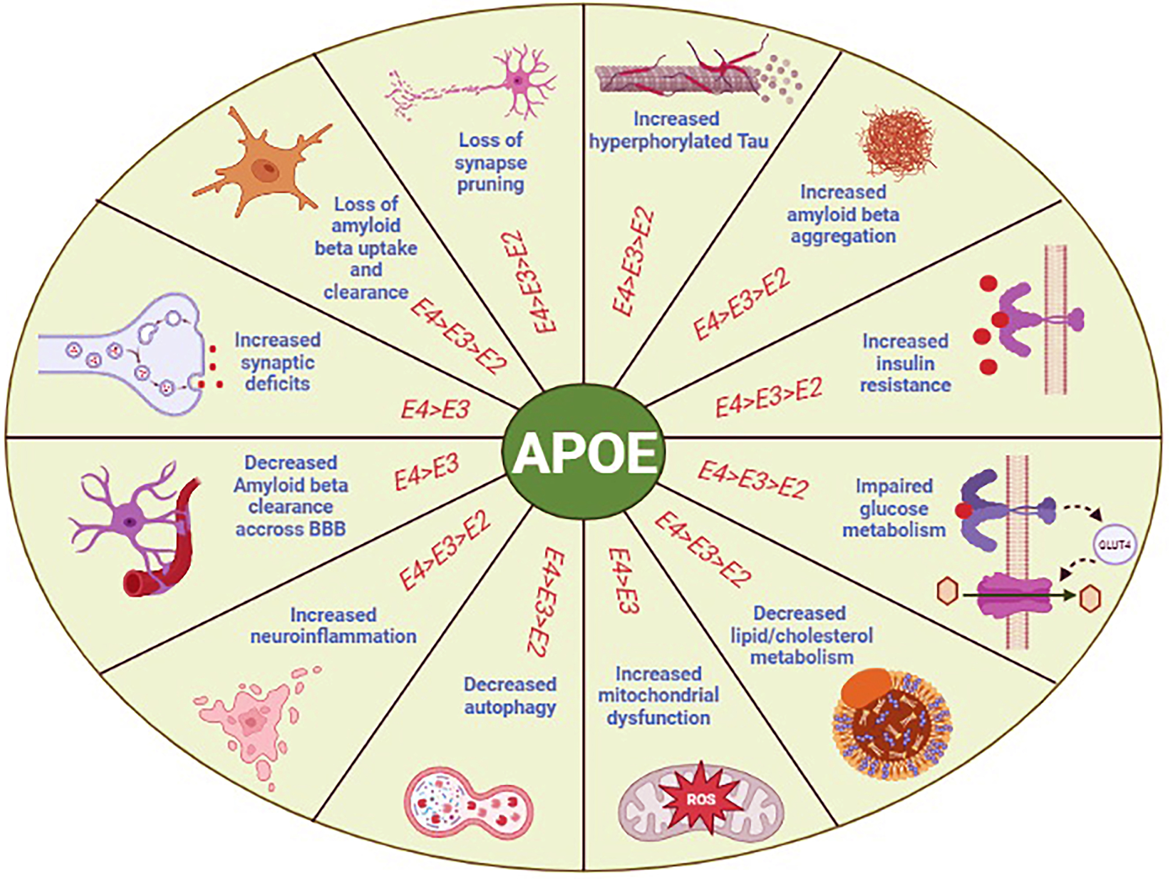 Schematic representation of APOE isoform-dependent effects on the common features of Alzheimer’s disease (AD) and stroke. Specifically, APOE4 carriers are more susceptible to produce more plaques and tangles, and to have advanced insulin resistance, mitochondrial dysfunction, neuroinflammation, and synaptic deficits. The APOE4 isoform is also responsible for decrease metabolism of glucose, lipid, cholesterol, autophagy, Aβ clearance across the blood-brain barrier (BBB), and a gradual loss of Aβ uptake and clearance by microglia causing neurodegenerative diseases such as AD and ischemic stroke.