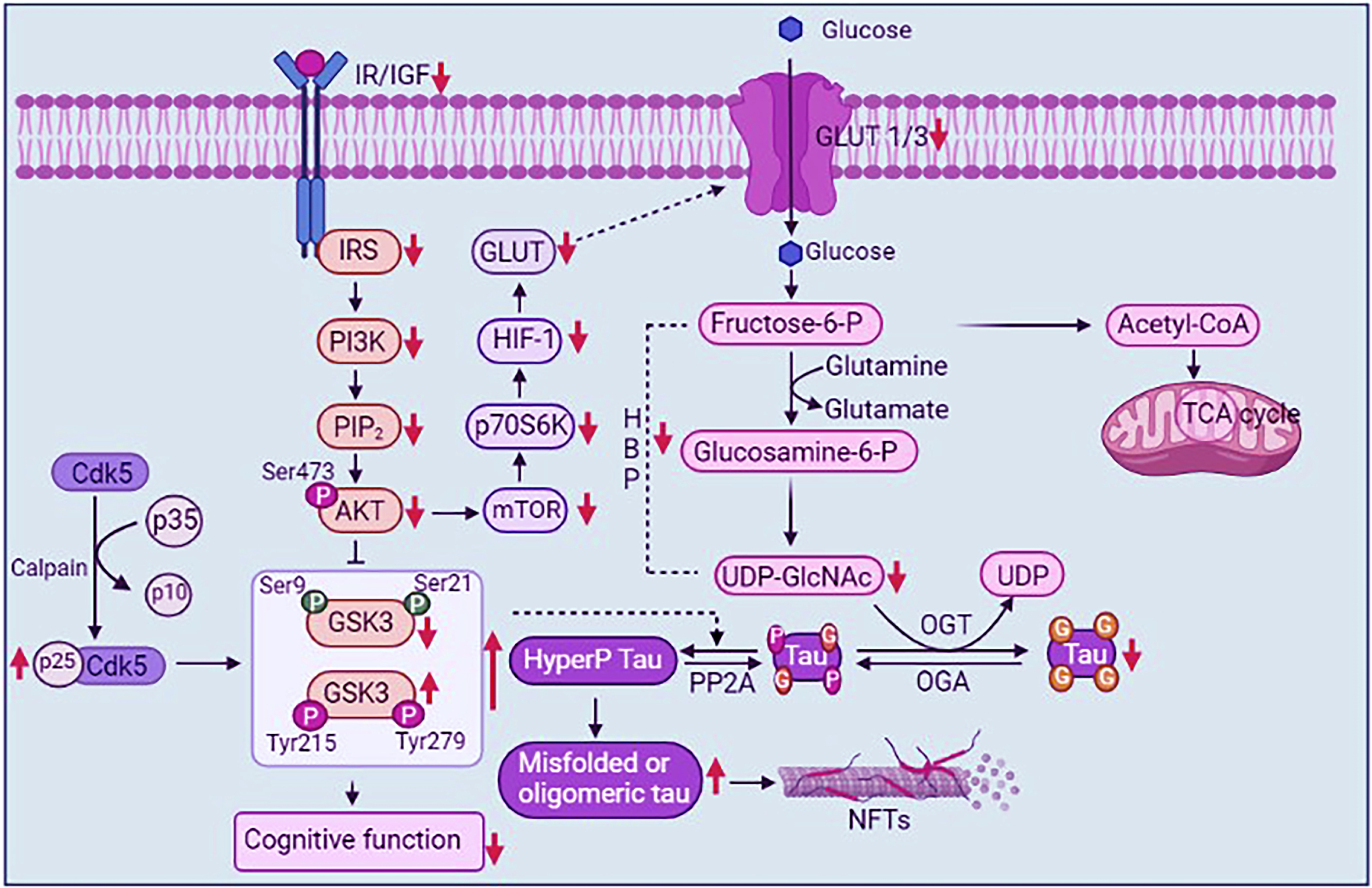 Regulation of PI3K/Akt signaling in Alzheimer’s disease (AD) and ischemic stroke (IS). In both of the diseases, PI3K/Akt signaling is dysregulated by the reduced protein expression levels of insulin signaling related proteins such as IR, IRS, PI3K, PIP2, and Akt. The downstream signaling proteins such as GSK3 is over activated and Cdk5/p25 pathway leads to tau hyperphosphorylation in AD. In AD and IS, insulin resistance in the brain diminishes the glucose receptor GLUT4, and due to impaired PI3k/Akt signaling pathway, the glucose receptors such as GLUT 1, 2, and 3 may reduce in the brain, causing the decrease of glucose metabolism. In addition, lower levels of glucose reduce UDP-GlcNAc concentration via the hexosamine biosynthetic pathway (HBP) and subsequently diminished tau O-GlcNAcylation. Reduced O-GlcNAcylation helps in tau hyperphosphorylation, tau oligomerization and ultimately neurofibrillary tangles are produced in AD [73]. Akt, protein kinase B; CdK 5, cyclin-dependent kinase 5; Fructose-6-p, fructose-6-phosphate; GlcNAc, β-N-acetylglucosamine; Glucosamine-6-P, glucosamine-6-Phosphate; GLUT, glucose transporter; GSK3, glycogen synthetase kinases 3; HBP, hexosamine biosynthetic pathway; HIF-1, hypoxia inducible factor-1; IGF, insulin growth factor; IR, insulin receptor; IRS, insulin receptor substrate; m-TOR, mammalian target of rapamycin; NFTs, neurofibrillary tangles; OGA, O-GlcNAcase; OGT, O-GlcNAc transferase; P, phosphate group; p70S6K, ribosomal protein S6 kinase with a molecular weight of 70 kD; PI3K, phosphatidylinositol 3-kinase; PIP2, phosphatidylinositol (3,4)-bisphosphate; TCA, tricarboxylic acid cycle; UDP, uridine diphosphate.