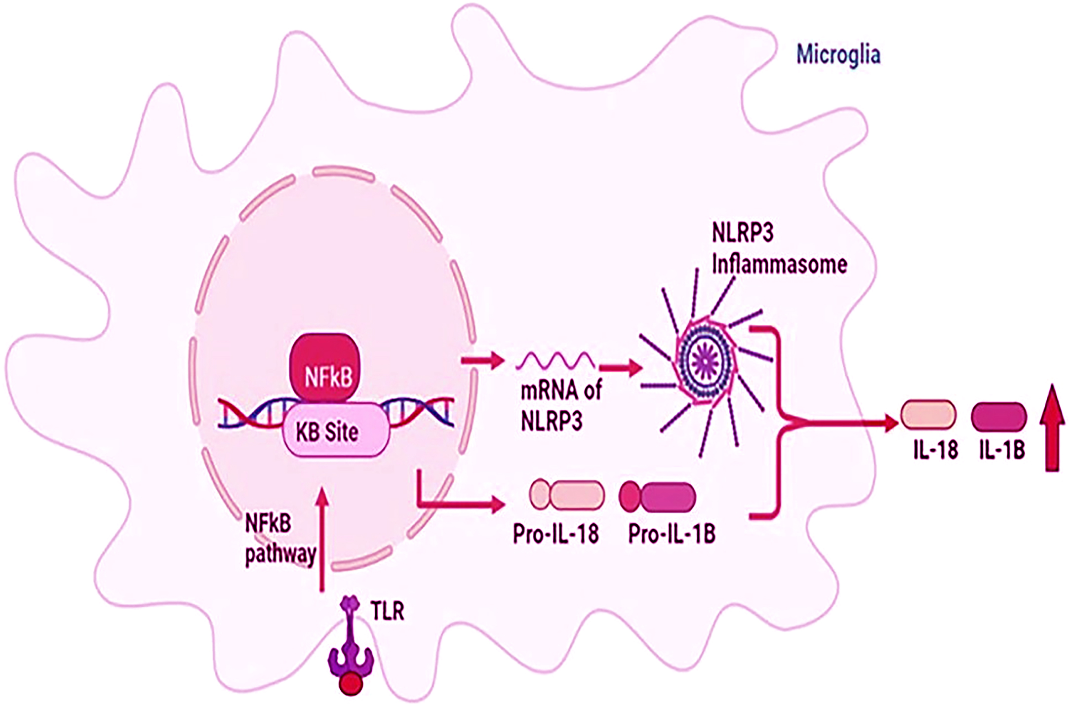 Schematic representation of inflammasome in Alzheimer’s disease (AD) and ischemic stroke (IS). Inflammation is triggered by the activation of the NFkB pathway and NLRP1/3 inflammasome pathway in AD and IS. Finally, IL-18 and IL-1β are produced as proinflammatory cytokines. IL, interleukin; IL-1B, interleukin 1-beta; NF-KB, nuclear factor kappa-light-chain-enhancer of activated B cells; NLRP3, nucleotide-binding oligomerization domain like receptor pyrin domain-containing protein 3; TLR, toll-like receptor.