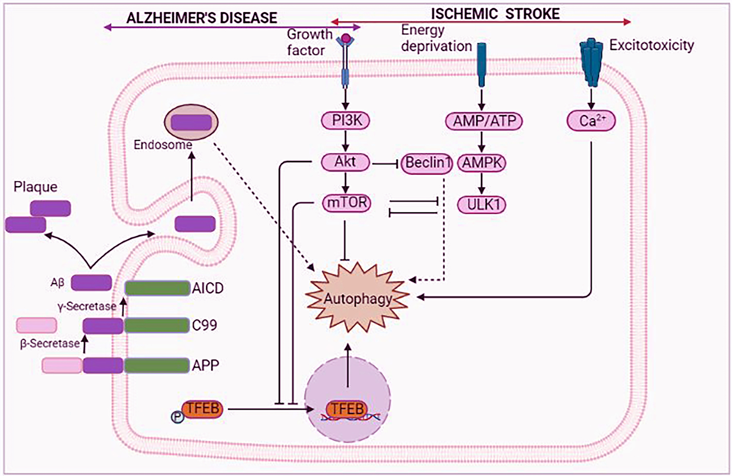 Schematic representation of mTOR-autophagy pathway in Alzheimer’s disease (AD) and ischemic stroke (IS). In AD, Aβ participate in autophagy via the endosome. The downregulation of mTOR-autophagy pathway is found in AD and IS. AICD, amyloid precursor protein intracellular domain; Akt, protein kinase B; AMP, adenosine 5’-monophosphate; AMPK, adenosine monophosphate-activated protein kinase; APP, amyloid precursor protein; ATP, adenosine tri-phosphate; Aβ, amyloid-β; C99, 99-residue C-terminal fragment; mTOR, mammalian target of rapamycin; PI3k, phosphatidylinositol 3-kinase; TFEB, transcription factor EB; ULK1, Unc-51 like autophagy activating kinase 1.