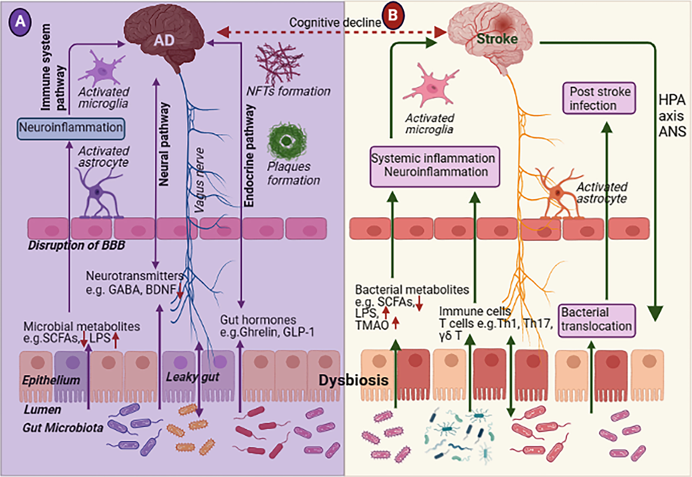 Schematic representation of microbiome-gut-brain axis in (A) Alzheimer’s disease (AD) and (B) stroke. The bidirectional gut-brain interaction communicates by mainly four pathways such as metabolic, immune, neural and endocrine signaling pathways. Gut dysbiosis changes gut-microbiota diversity and gut microbiota enter to blood circulation by leaky gut in both AD and stroke. In addition, the ischemic brain triggers the gut-microbiota diversity by the hypothalamic-pituitary-adrenal (HPA) pathway which plays an important role in stroke outcomes. BBB, blood-brain barrier; BDNF, brain derived neurotrophic factor; GABA, gamma-aminobutyric acid; GLP-1, glucagon-like peptide 1; HPA, hypothalamus-pituitary-adrenal; LPS, lipopolysaccharide; NFTs, neurofibrillary tangles; SCFAs, short-chain fatty acids; TMAO, trimethylamine N-oxide.