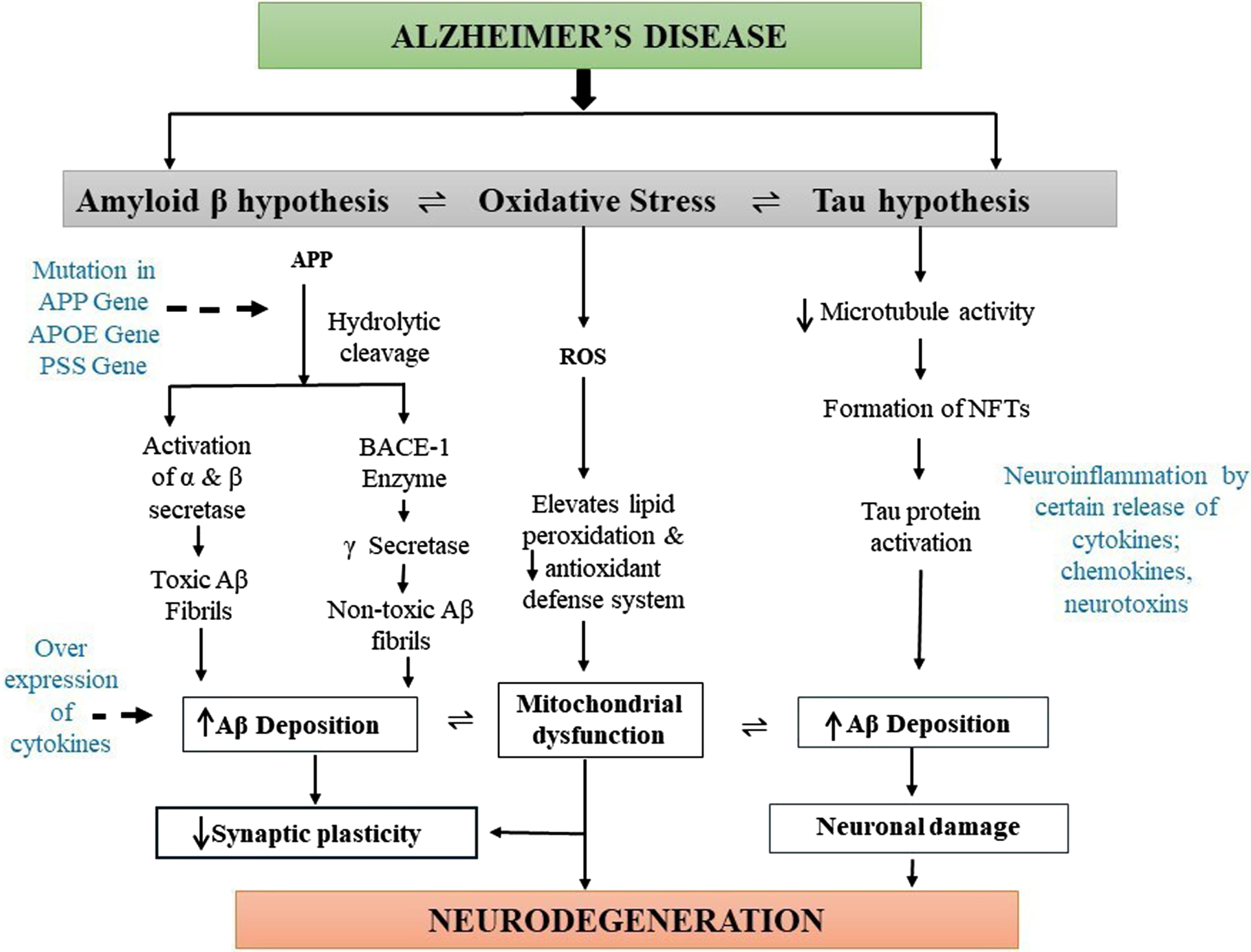 Diagrammatic representation of pathogenesis of Alzheimer’s disease (AD). The main pathophysiology for AD is not known. However, deposition of the amyloid-β (Aβ) plaques, formation of neurofibrillary tangles (NFTs) of hyperphosphorylated tau, and presence of oxidative stress are the main causes of AD pathogenesis. Oxidative stress mainly elevates lipid peroxidation, which significantly decreases the antioxidant defense system and causes mitochondrial dysfunction, leading to synaptic plasticity reduction and neurodegeneration. Deposition of amyloid plaques produces toxic and nontoxic Aβ, which increases the levels of cytokines leading to AD formation. Moreover, hyperphosphorylated tau proteins also cause Aβ aggregation resulting in neuronal damage and the development of AD pathogenesis.