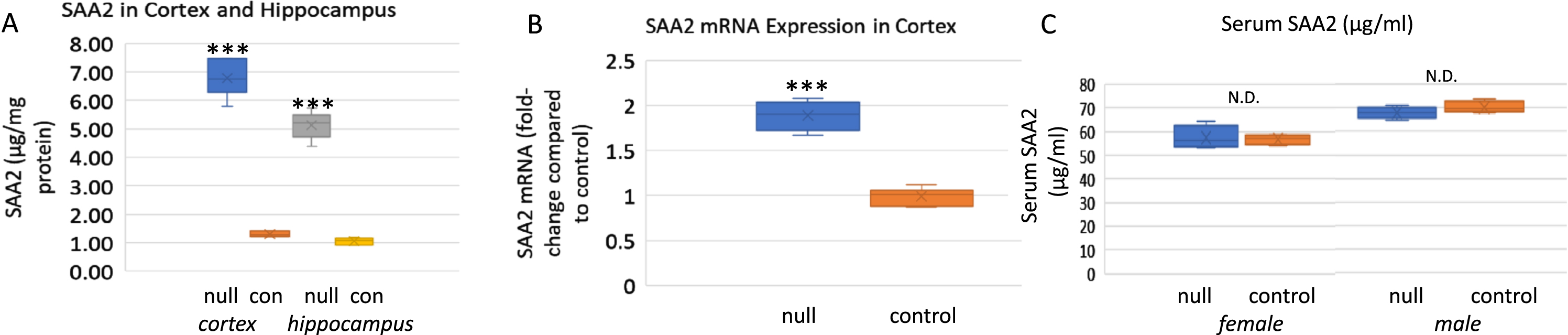SAA in cortex, hippocampus, and serum of ARSB null mice and controls. A) SAA was measured by ELISA in the cortex and hippocampus of control and ARSB null mice. In cortex, control value was 1.30±0.09μg/mg protein compared to 6.78±0.63μg/mg protein in the ARSB-null mouse cortex. Values in hippocampus were similar (1.06±0.12 versus 5.13±0.47μg/mg protein; n = 6 in all groups). p-values are <0.001 for all comparisons (two sample t-test, two-tailed, unequal variance). B) QRT-PCR data indicate 1.89-times higher expression in the ARSB-null mice than the control mice (n = 6; p < 0.001, two sample t-test, two-tailed, unequal variance). Values were similar for male and female mice. C) Serum levels of SAA were similar in control and ARSB-null mice, and higher in the male mice than the female mice (n = 4 in each group). con, control; null, ARSB-null.