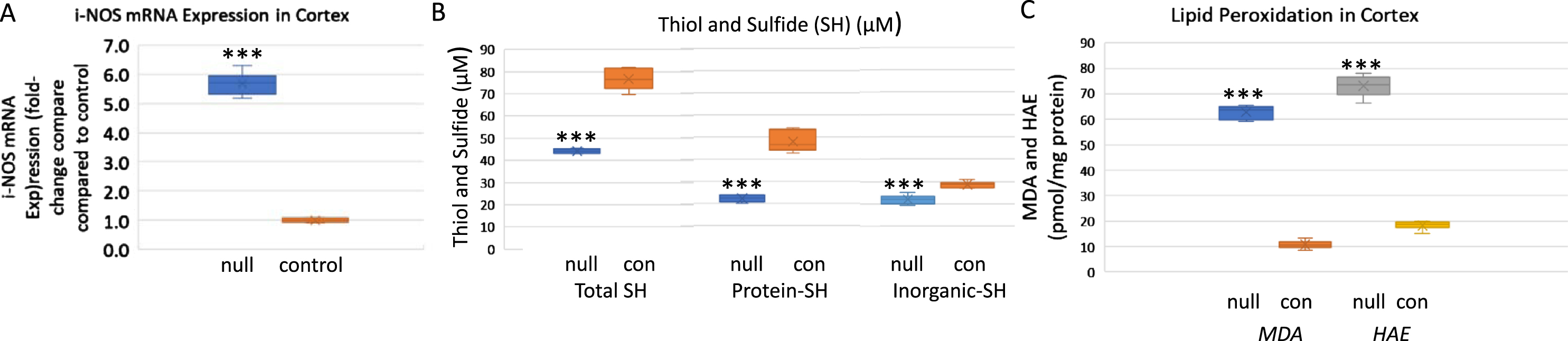 Inducible nitric oxide synthase, total thiols, and products of lipid peroxidation are increased in the cortex of ARSB-null mice. A) Inducible nitric oxide synthase (iNOS) expression was markedly increased in the ARSB-null mice (5.68±0.39 versus 1.04±0.08, n = 6; p < 0.001, two sample t-test, two-tailed, unequal variance). B) Total thiols, including protein-thiol groups and inorganic SH groups were lower in the ARSB-null mice than the controls (71.6±4.9 versus 44.1±1.0; n = 6, p < 0.001), consistent with lower reducing capacity in the ARSB-null mice. C) The lipid peroxidation products, MDA and HAE, were measured in the cortical tissue of the ARSB-null and control mice. In the ARSB-null mouse tissue, levels are several-fold higher (n = 6, p < 0.001). con, control; HAE, 4-hydroxyalkenals; MDA, malondialdehyde; null, ARSB-null; SH, sulfhydryl.