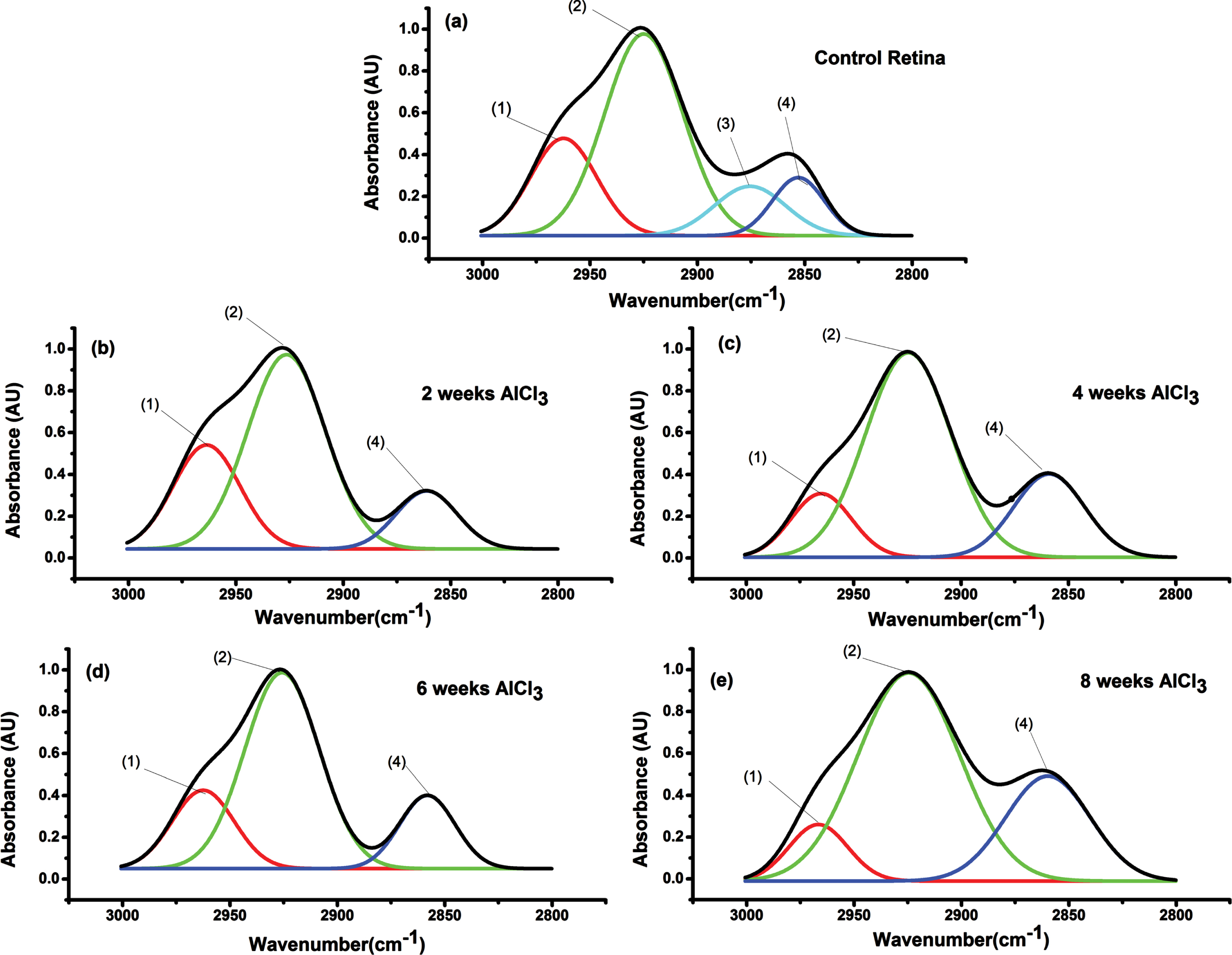 FTIR range (3000-2800 cm–1) of retinal tissue to all groups received AlCl3 compared to control and numbers of peaks to facilitate identification of function groups. (1) asymCH3, (2) asymCH2, (3) symCH3, and (4) symCH2.