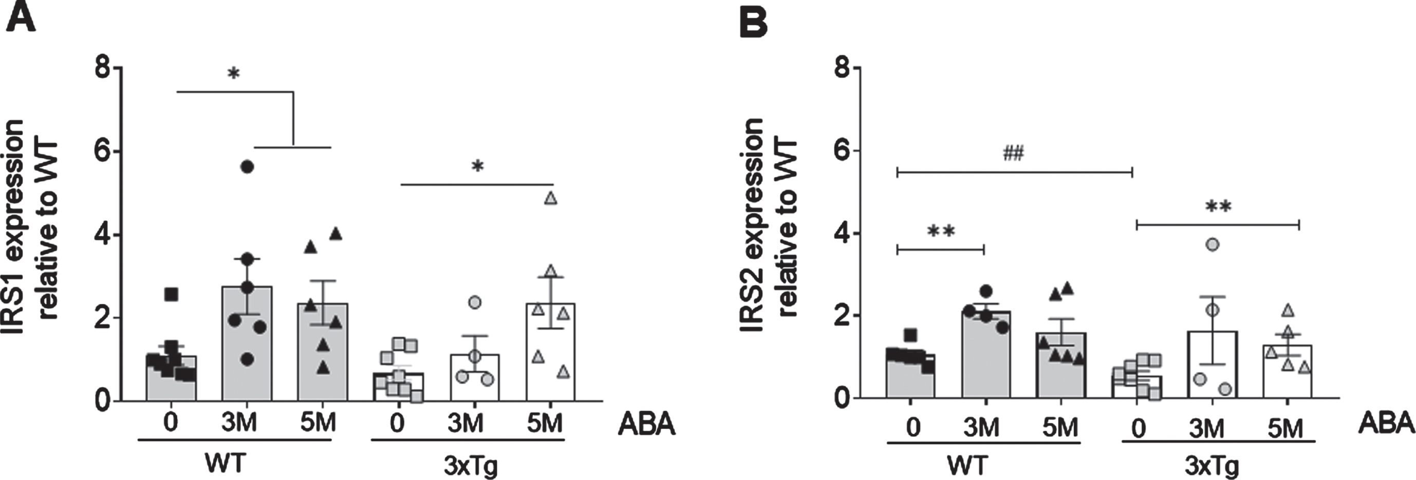 ABA administration increases IRS mRNA expression in hippocampi as measured by qPCR. A) IRS1 expression increases in WT mice as soon as 3 months of ABA treatment, but in 3xTg mice, only at 5 months. B) IRS2 increases in WT animals at 3 months of treatment in WT animals. Data are represented as the mean±of at least 5–9 independent subjects in triplicate. Data were analyzed by Student t-test (*p < 0.05 and **p < 0.01 for ABA effect, and # #p < 0.01 for genotype effect).