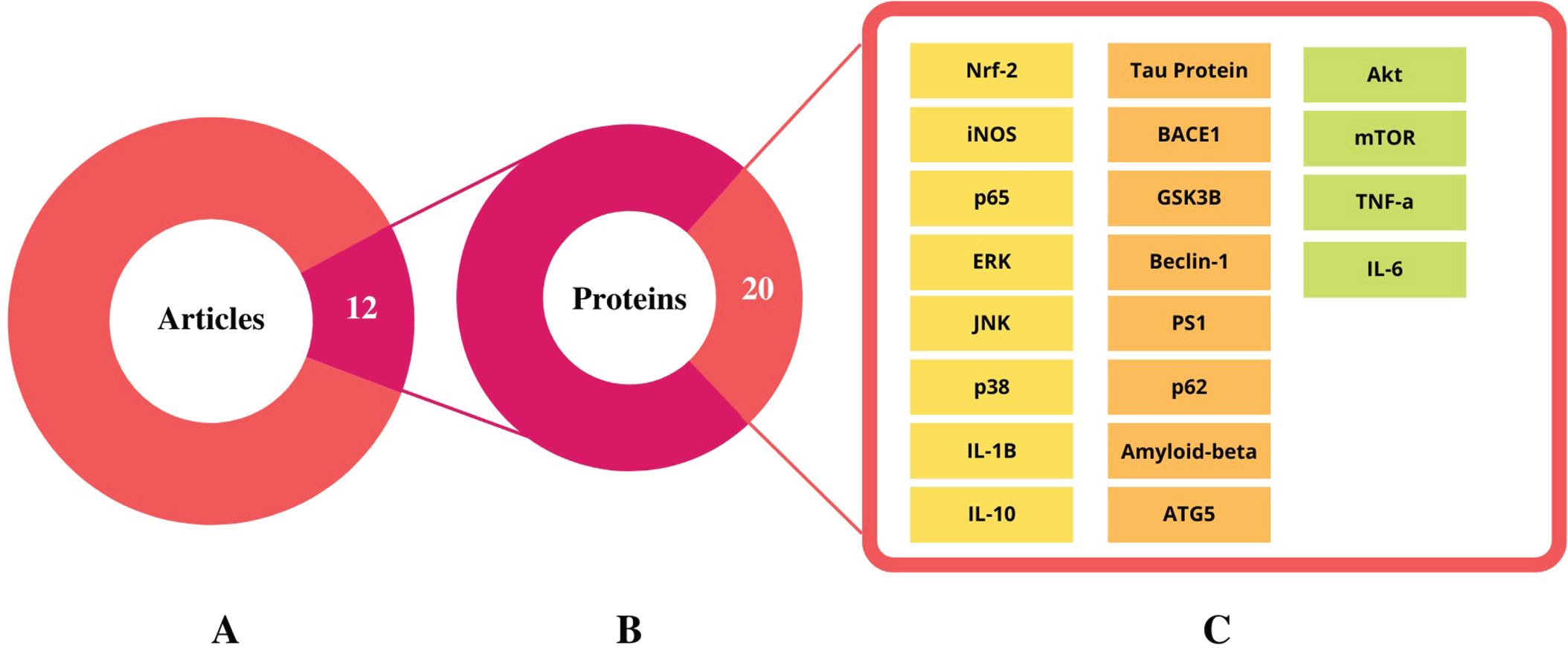 The summary of selected research articles and identified proteins. A) 14.5 % of the total articles (12 out of 83 articles) were selected based on the Alzheimer’s disease model. B) From the 12 independent research articles around 53 proteins were identified to play a role in Alzheimer’s disease. C) Only 38% of total proteins (20 out of 53 proteins) were shortlisted as they were present in more than two research articles. The list of shortlisted proteins used for further STRING, PANTHER, and KEGG analysis.