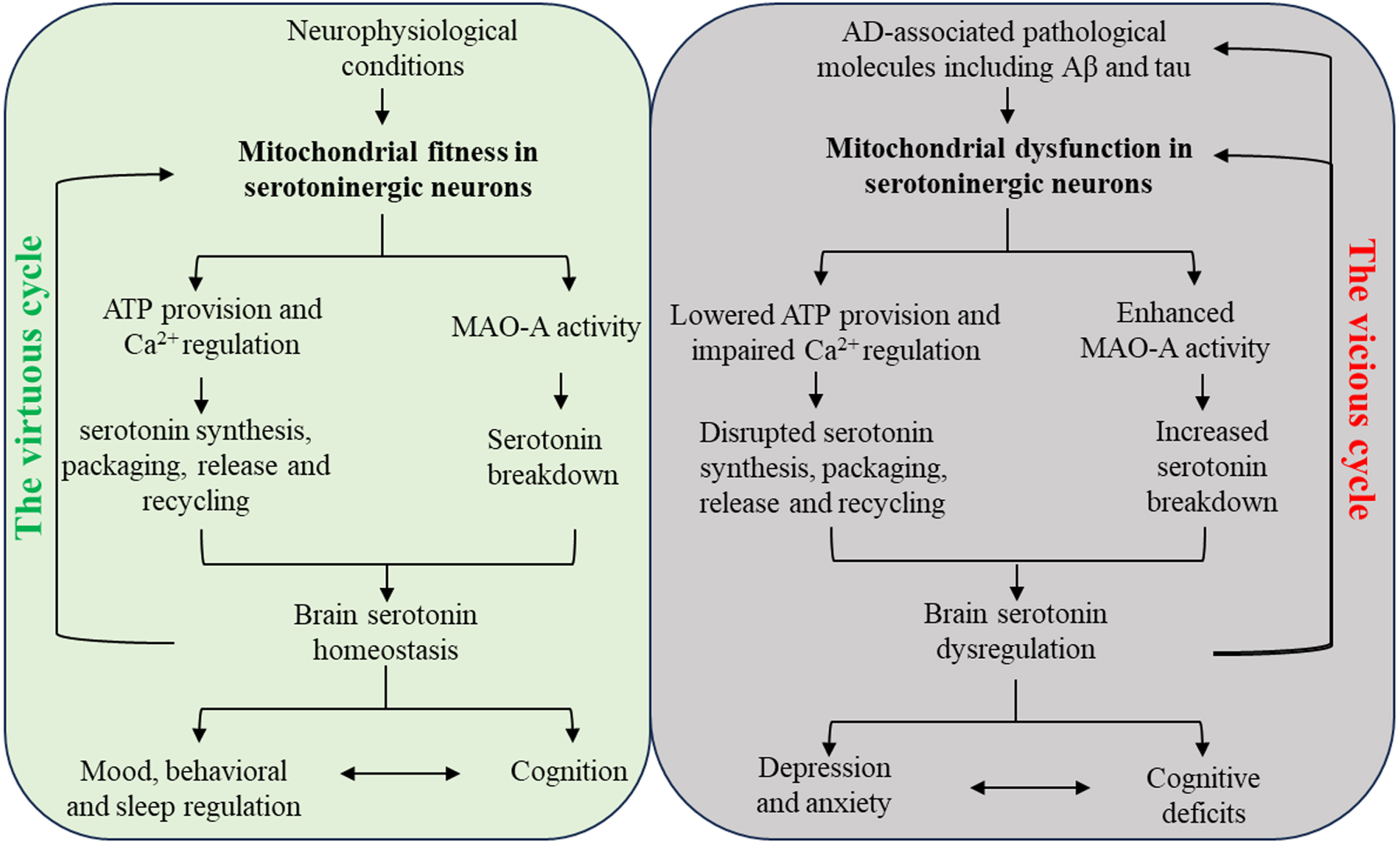 Schematic diagram of the interactions between serotonin regulation and mitochondria in serotoninergic neurons in neurobiology and AD. In physiological conditions, mitochondria in serotoninergic neurons support the metabolism of serotonin and brain serotonin homeostasis, leading to normal mood and cognition. The beneficial effect of serotonin system on mitochondrial fitness thus forms a virtuous cycle with mitochondria-related serotonin regulation. In AD-relevant pathological settings, Mitochondria in serotoninergic neurons demonstrate impaired function and enhanced MAO-A activity in response to AD-associated pathological molecules including Aβ and pathological tau, resulting in serotonin deficiency. The serotonin system dysregulation eventually promotes mood disturbances and cognitive impairment, which reinforces each other. Furthermore, brain amyloidosis and tauopathy as well as serotoninergic neuronal mitochondrial dysfunction are exacerbated by serotonin dysregulation, culminating in a vicious cycle.