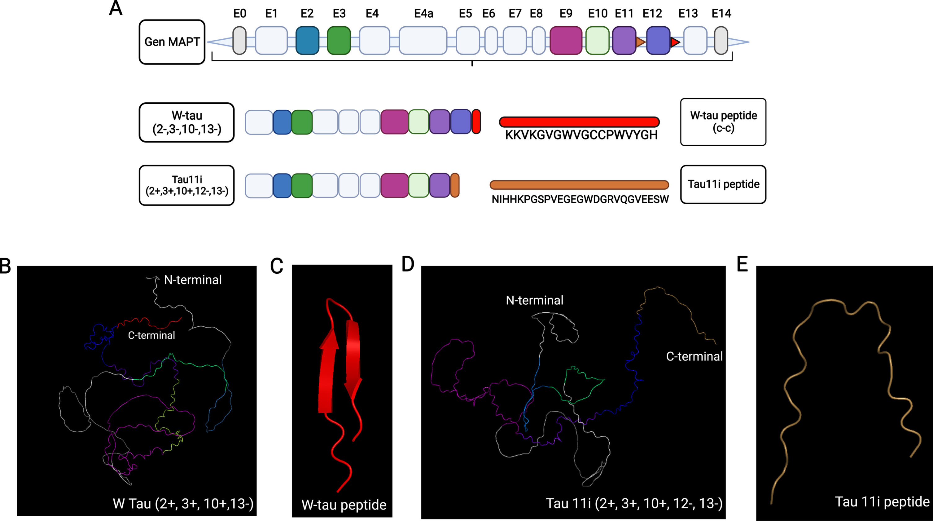 AlphaFold-predicted structure of tau isoforms generated by intronic retention. A) Diagram of MAPT gene and tau isoform generated by intron 12 retention. W-tau and Tau11i intronic retention isoforms together with their respective expressed intronic sequences are shown. B) Predicted tridimensional structure of the W-tau including exons 2, 3, 10, and intron 12 retention. C) Predicted structure of peptide sequence expressed because of intron 12 retention (Red). D) Predicted tridimensional structure of the Tau11i. E) Predicted structure peptide sequence expressed because of intron 11 retention (Brown). The color scale would be as follows: violet for exon 9, blue purple for exon 11, sky blue for exon 2, green for exon 3, lime green for exon 10 and brown for intronic retention.