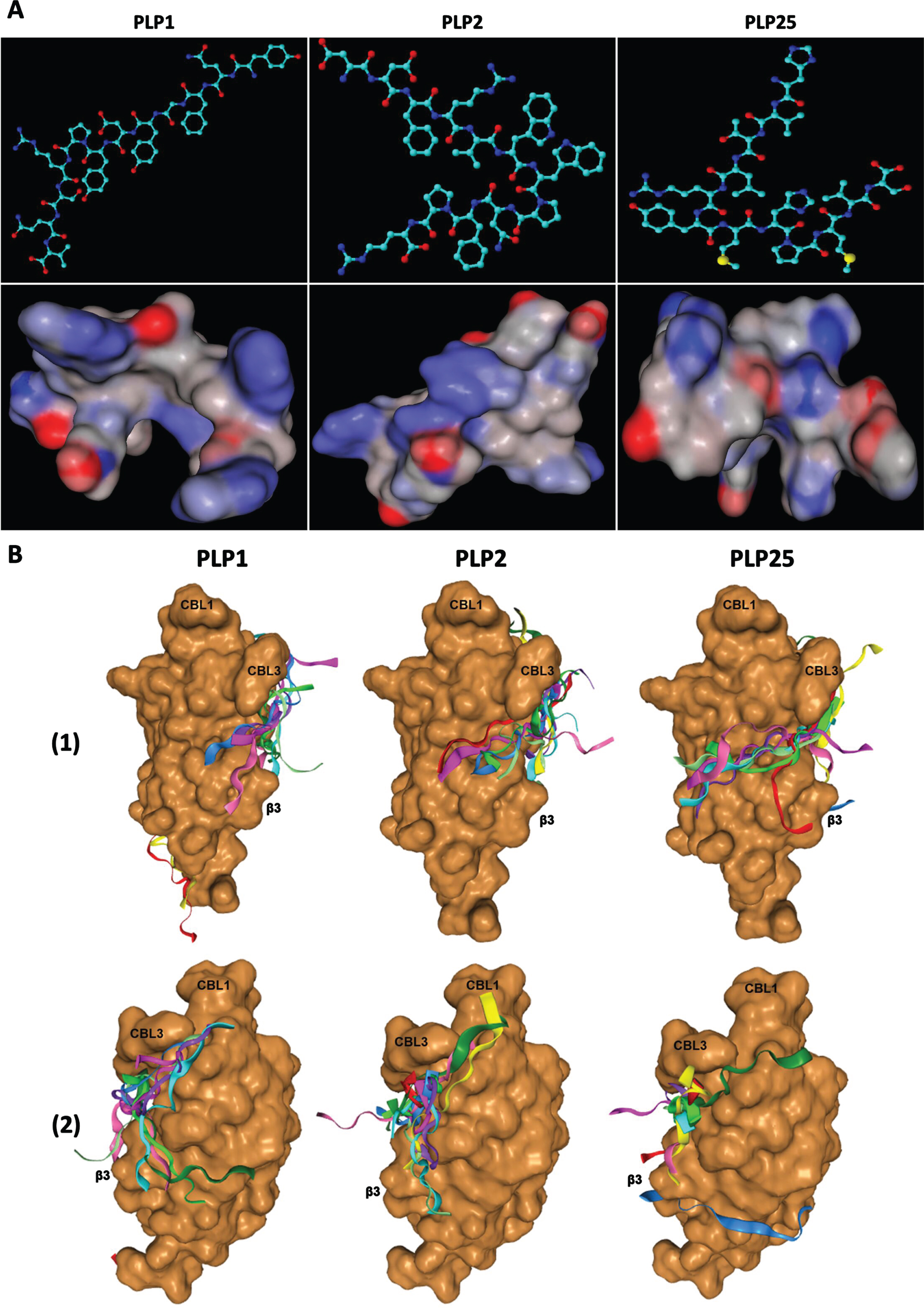 A) Tridimensional structures (upper pictures) and spatial conformations (lower pictures) of the PLP1, PLP2, and PLP25 peptides, drawn with ACD/ChemSketch 2.0 and MarvinSketch 19.2 software respectively. B) Predictive models of PLP1, PLP2, and PLP25 binding to the C2-cPLA2-IVA, determined by the HPEPDOCK software. 1) View of the area involved in the interaction of the C2-cPLA2-IVA to phospholipids. 2) Opposite view of the C2-cPLA2-IVA.