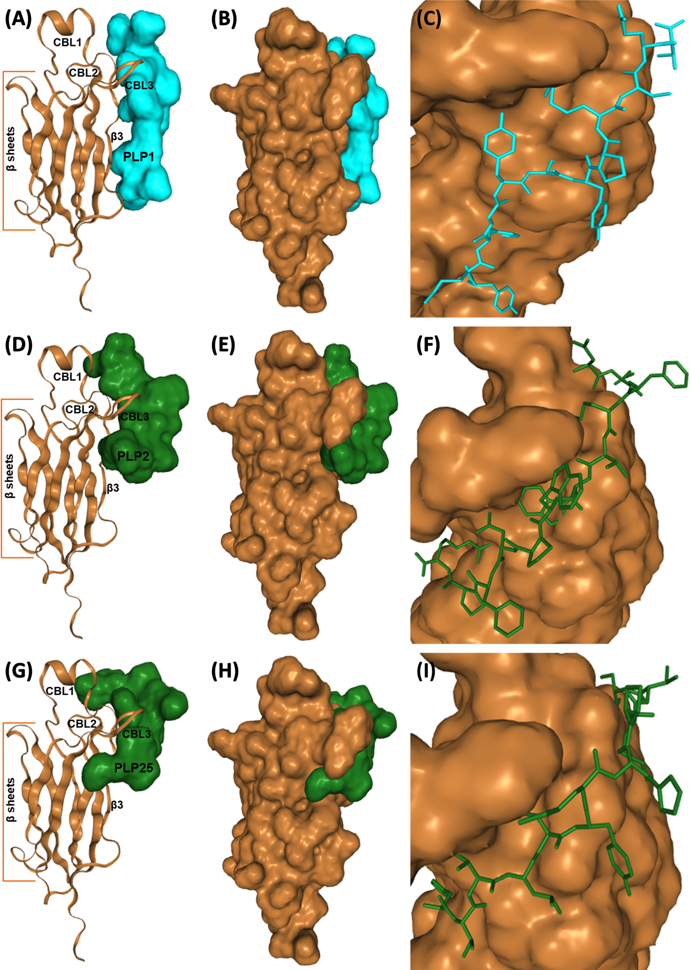 Interaction of PLP1 (A-C), PLP2 (D–F), and PLP25 (G–I) with C2-cPLA2-IVA predicted by the HPEPDOCK software. C2-cPLA2-IVA appears in brown, PLP1 in cyan, PLP2 and PLP25 in green (colors are depending on the chosen model).