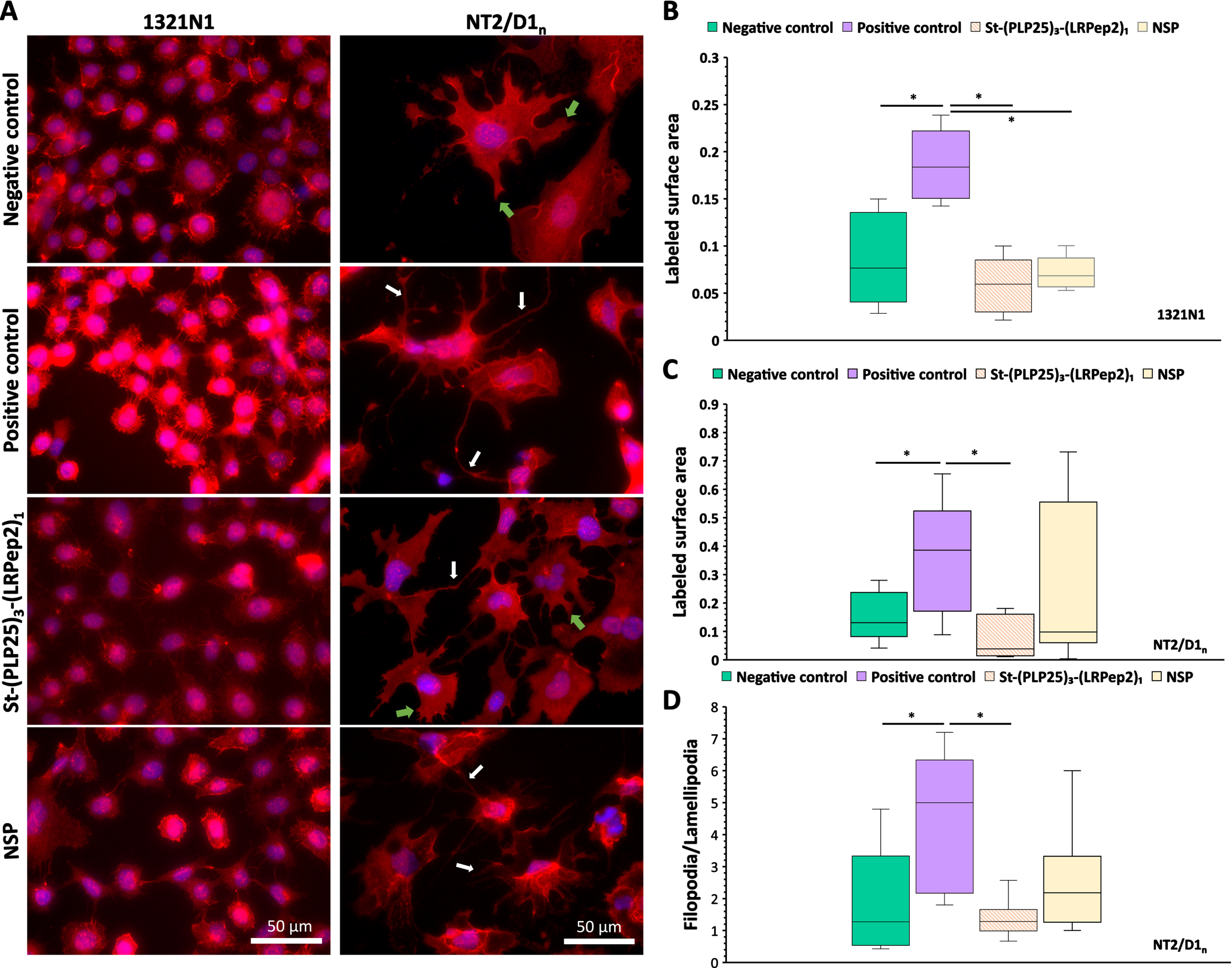 A) IF detection of the cPLA2-IVA in 1321N1 and NT2/D1n cells. cPLA2-IVA appears in red thanks to the Dylight594, nuclei in blue by the DAPI. White arrows highlight filopodia processes, green arrows lamellipodia. B, C) Total area stained by the cPLA2-IVA in the cell processes of 1321N1 (B) and NT2/D1n (C), measured by the ImageJ software after threshold determination allowing the isolation of processes from the cell body. D) Filopodia/lamellipodia ratio stained by the cPLA2-IVA in NT2/D1n cells. Negative control corresponds to non-stimulated and non-inhibited cells, positive control to cPLA2-IVA-stimulated cells (H2O2 in 1321N1, glutamate in NT2/D1n). * p < 0.05 (Mann-Whitney).