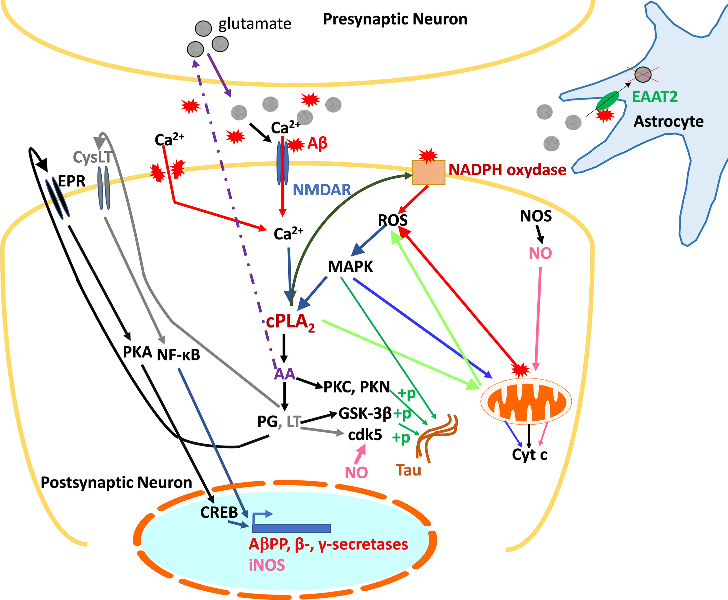 Summary diagram of the role of cPLA2-IVA in the pathological mechanisms of AD at the neuronal level. cPLA2-IVA activated in response to excitotoxicity and the presence of Aβ contribute to the generation of inflammatory mediators involved in the expression of AβPP and secretases, thus participating in amyloid pathology, and in the phosphorylation of tau. The generated Aβ is then responsible for activating cPLA2-IVA. Concomitantly, through its action on membrane phospholipids, cPLA2-IVA contributes to the generation of ROS, harmful to the neuron, which in turn exacerbate its activation via the activation of MAPK. cPLA2-IVA is thus at the center of a vicious circle contributing to neuronal death.+p, phosphorylation; AA, arachidonic acid; Aβ, amyloid peptide; AβPP, amyloid-β protein precursor; Ca2+, calcium; cdk5, Cyclin Dependent Kinase 5; cPLA2, cytosolic phospholipase A2; CREB, cAMP Response Element-binding protein; CysLT, leukotriene receptor (LT); Cyt c, cytochrome c; EAAT2, Excitatory amino acid transporter 2; EPR, prostaglandin receptor (PG); GSK-3β, Glycogen synthase kinase 3 beta; LT, leukotrienes; MAPK, mitogen-activated protein kinases; NF-κB, Nuclear Factor-kappa B; NMDAR, NMDA receptor; NOS, nitric oxide synthase (i: inducible); PG, prostaglandins; PKA/PKC/PKN, protein kinases A, C, and N; ROS, reactive oxygen species.