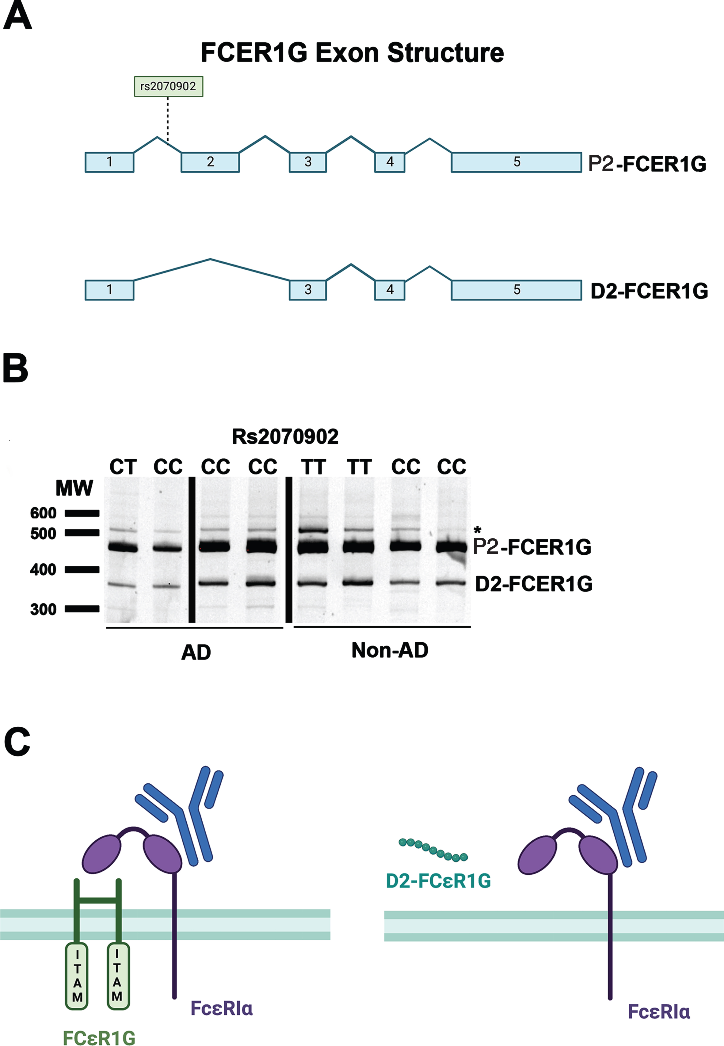 FCER1G isoforms present in human brain. Canonical FCER1G consists of five exons (A). PCR amplification from exon 1 to exon 5 in AD and non-AD brain samples with different rs2070902 genotypes (CC, CT, or TT) generated qualitatively similar results in that (i) the primary FCER1G isoform consists of prototypic FCER1G that contains exons 1, 2, 3, 4, and 5, and (ii) D2-FCER1G, which lacks exon 2, was the primary variant FCER1G isoform and was present regardless of AD neuropathology or rs2070902 genotype status (B). Note that these PCR products were directly sequenced to confirm the identities of P2-FCER1G and D2-FCER1G. Further, the PCR product labeled * was found to be derived from HSPA1B and hence represents a non-specific PCR product (B). Prototypic FcRγ exists as a disulfide linked dimer that uses its ITAM domains to mediate signaling from antibody-stimulated FcɛRIα (C). Although only FcɛRIα is depicted, FcRγ also mediates signaling from other Fc receptors such as FcγRI, FcγRIIIa, and FcαRI as well as immune receptors such as GPVI, OSCAR, PIR-A, Dectin-2, γδTCR, and IL-3R [8]. Loss of FCER1G exon 2 results in a premature stop codon such that D2-FCER1G encodes only a nine amino acid peptide fragment (C). This fragment consists of the signal peptide sequence and does not include the ITAM domain (C). Hence, the peptide encoded by D2-FCER1G appears to represent a complete loss of functional FcRγ.