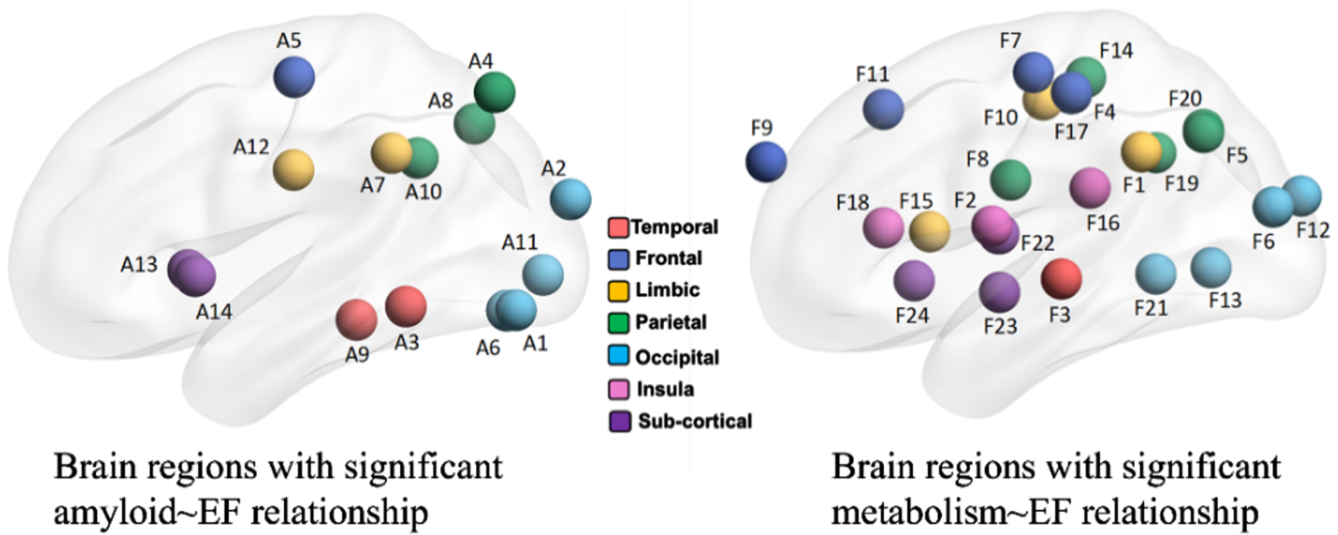 Selected brain regions from amyloid-PET (left) and FDG-PET (right) images with respect to EF score.