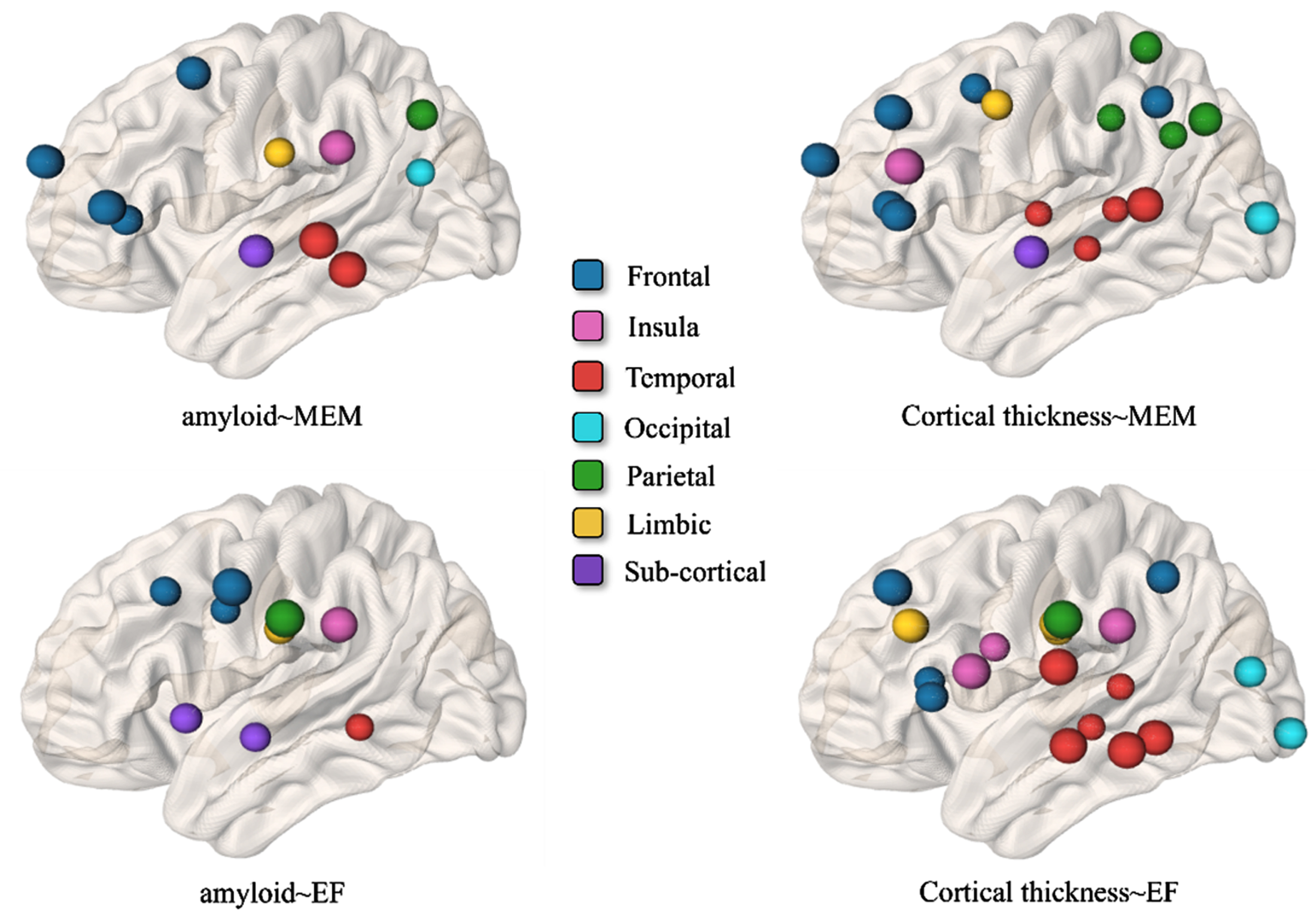 Brain regions survival after the variable selection method in the context of amyloid∼MEM relationship (top-left), cortical thickness∼MEM relationship (top-right), amyloid∼EF relationship (bottom∼left), and cortical thickness∼EF relationship (bottom right). The color indicates the anatomical lobe parcellation.