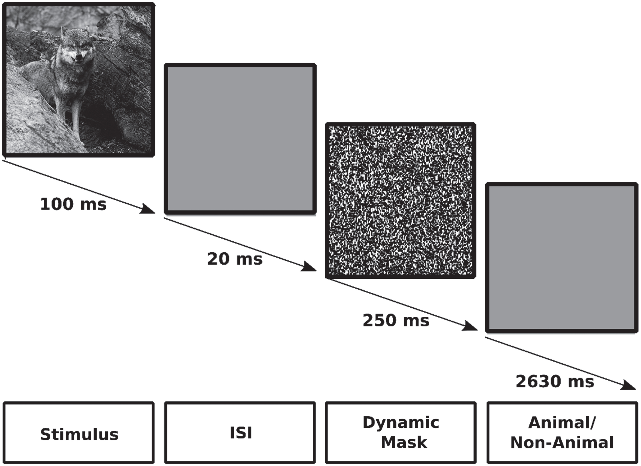 The ICA test. Each trial was shown for 100 ms, followed by a 20 ms inter-stimulus interval (ISI), followed by a 250 ms dynamic mask, followed by a 2630 ms response time in which participants should decide if there was an animal in the presenting image or not.