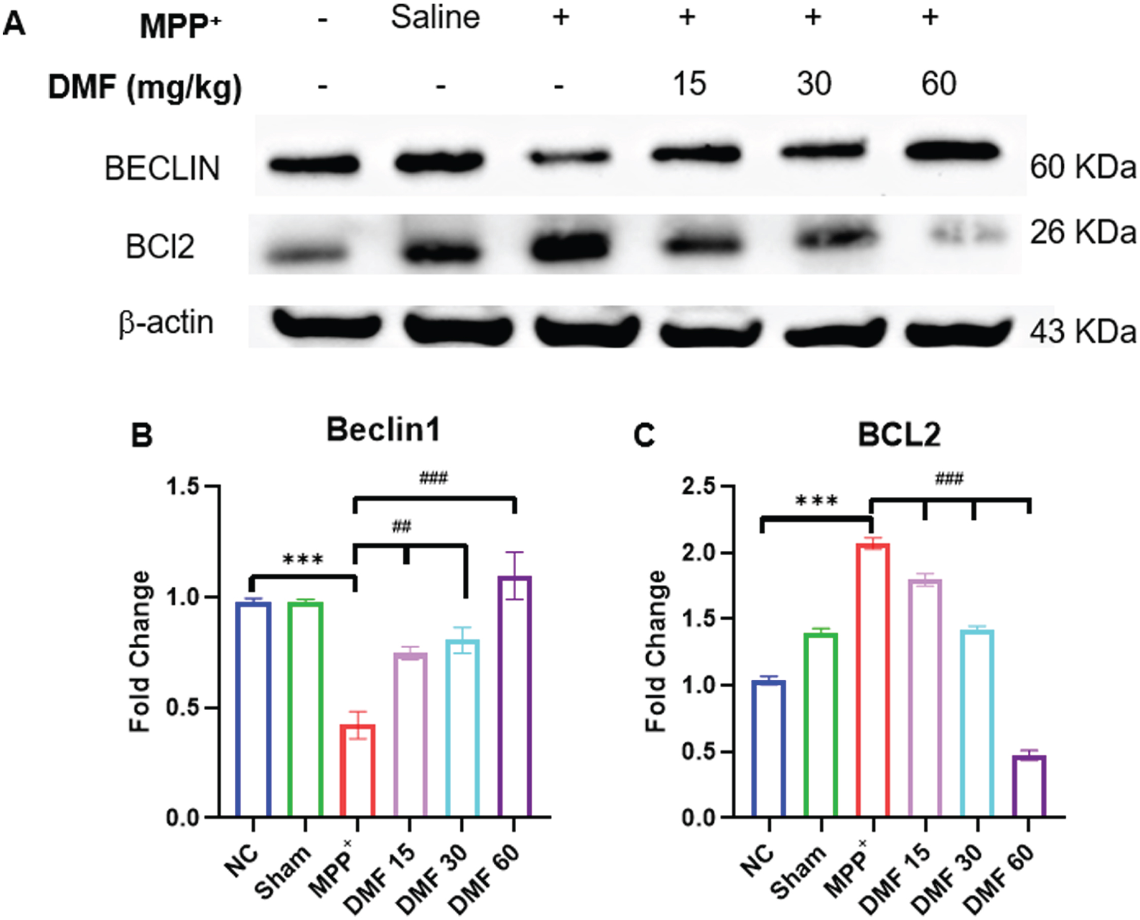 A) Image of western blots of proteins Beclin1 and BCL2 B) Quantitative analysis of Beclin1 (DF = 12) C) Quantitative analysis of BCL2 (DF = 12); n = 3; Data represents mean±SEM. The p-values were calculated using a one-way analysis of variance using Bonferroni method (ANOVA). ***p < 0.001 versus NC; # p < 0.05, # # p < 0.01, # # # p < 0.001 versus DC.