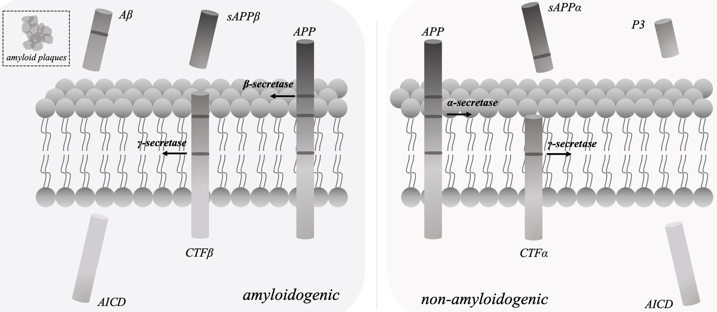 In line with the amyloid-cascade theory of Aβ production, sAβPPβ, Aβ peptides, and the intracellular domain of AβPP (AICD) were released from AβPP by β-secretase and γ-secretase cleavage, respectively. The essential components of γ-secretase include nicastrin, PSEN 1, PEN 2 and APH 1. In the non-amyloidogenic pathway, sAβPPα, P3 peptides, and AICD were produced by α-secretase and γ-secretase cleavage, respectively.