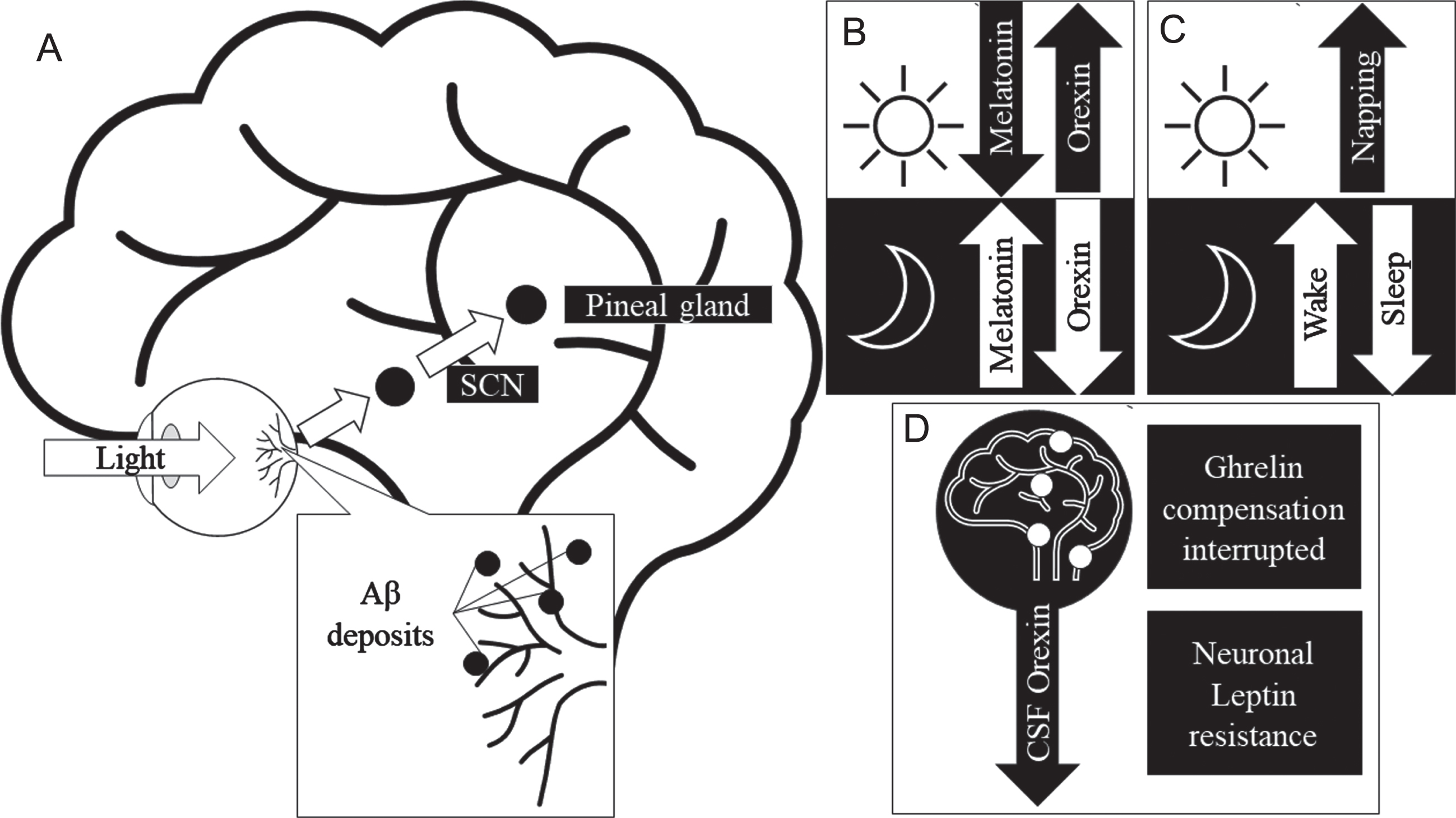 Proposed mechanism for Aβ in the retina to cause sleep-wake cycle and circadian hormone disruptions. A) Physiological pathway of circadian activity. B) Normal activity of sleep hormone expression in response to light saturation in day and night. C) Changes to sleep-wake patterns in response to AD, Retinal Aβ may disrupt the pathway observed in (A) in AD, thereby causing disruption in sleep quality. D) Circadian hormones effected in AD, where CSF orexin expression is decreased and the attenuation of ghrelin and leptin’s neuroprotective role. Aβ, amyloid-β; AD, Alzheimer’s disease; SCN, suprachiasmatic nucleus.