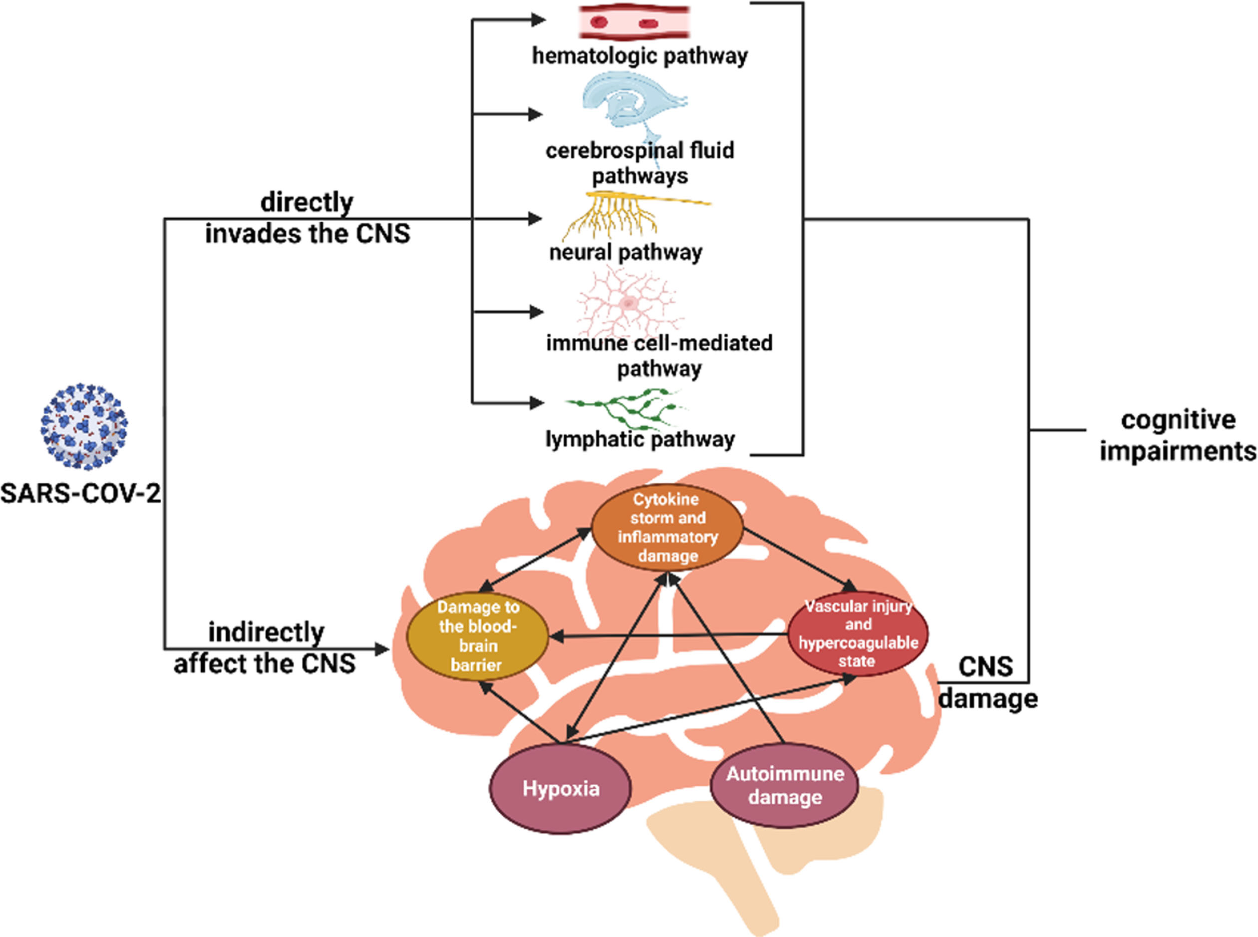 Possible pathophysiological mechanisms of cognitive impairment in COVID-19.
