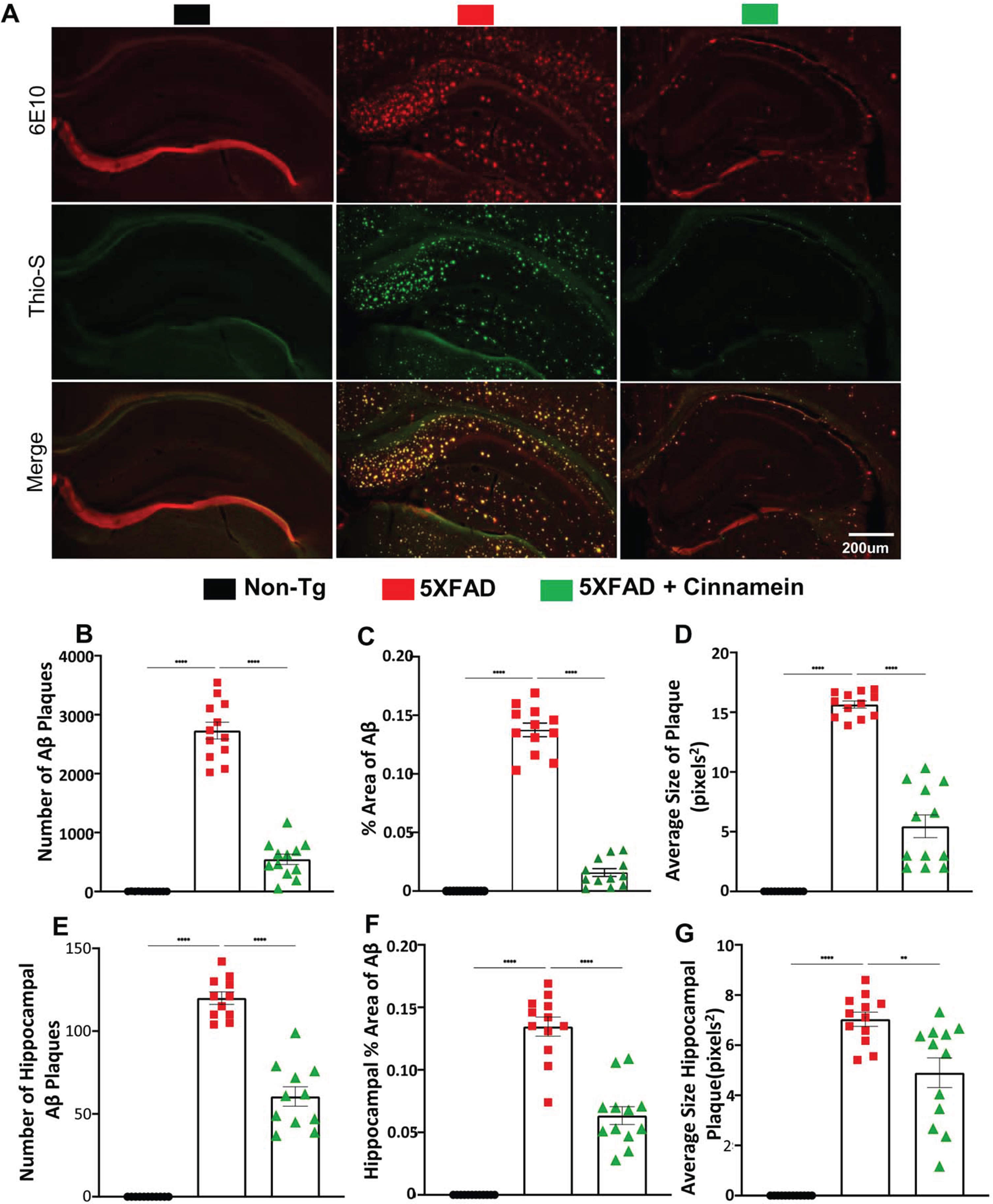 Cinnamein attenuates Aβ plaque pathology and protein aggregates. Six-month-old 5XFAD mice (n = 6) were treated with cinnamein orally (50 mg/kg/day) via gavage for one month followed by monitoring amyloid plaque load by double-label immunofluorescence for 6E10 and Thio-S (A). Image J was used to quantify the number of Aβ plaques (B, whole brain; E, hippocampus), % area of Aβ plaques (C, whole brain; F, hippocampus) and average size of Aβ plaques (D, whole brain; G, hippocampus) in two sections of each of six mice per group. All data, analyzed with Prism, represent the mean±SEM. One-way ANOVA followed by Šìdák’s multiple comparisons test was used for statistical analysis. **p < 0.01; ****p < 0.0001.