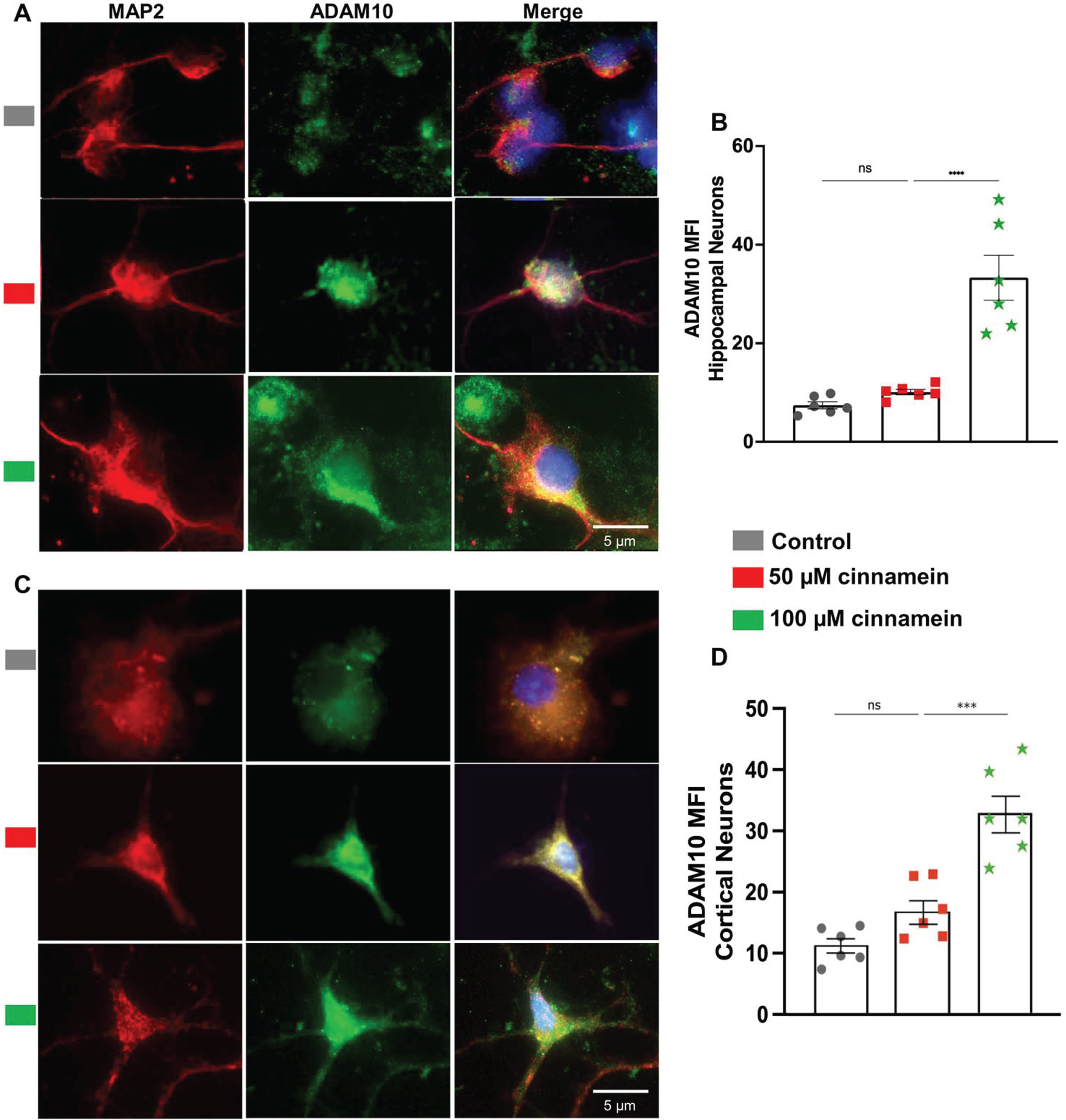 Cinnamein increases the expression of ADAM10 in primary mouse hippocampal and cortical neurons. Hippocampal (A) and cortical (C) neurons isolated from E18 non-transgenic mouse fetus were treated with 50 and 100 μM cinnamein for 18 hours followed by double-labeling of MAP2 and ADAM10. Mean fluorescence intensity (MFI) of ADAM10 was quantified in six hippocampal neurons (C) and cortical neurons (D) from three different experiments. All data, analyzed with Prism, represent the mean±SEM. One-way ANOVA followed by Šìdák’s multiple comparisons test was used for statistical analysis. ***p < 0.001; ns, not significant.