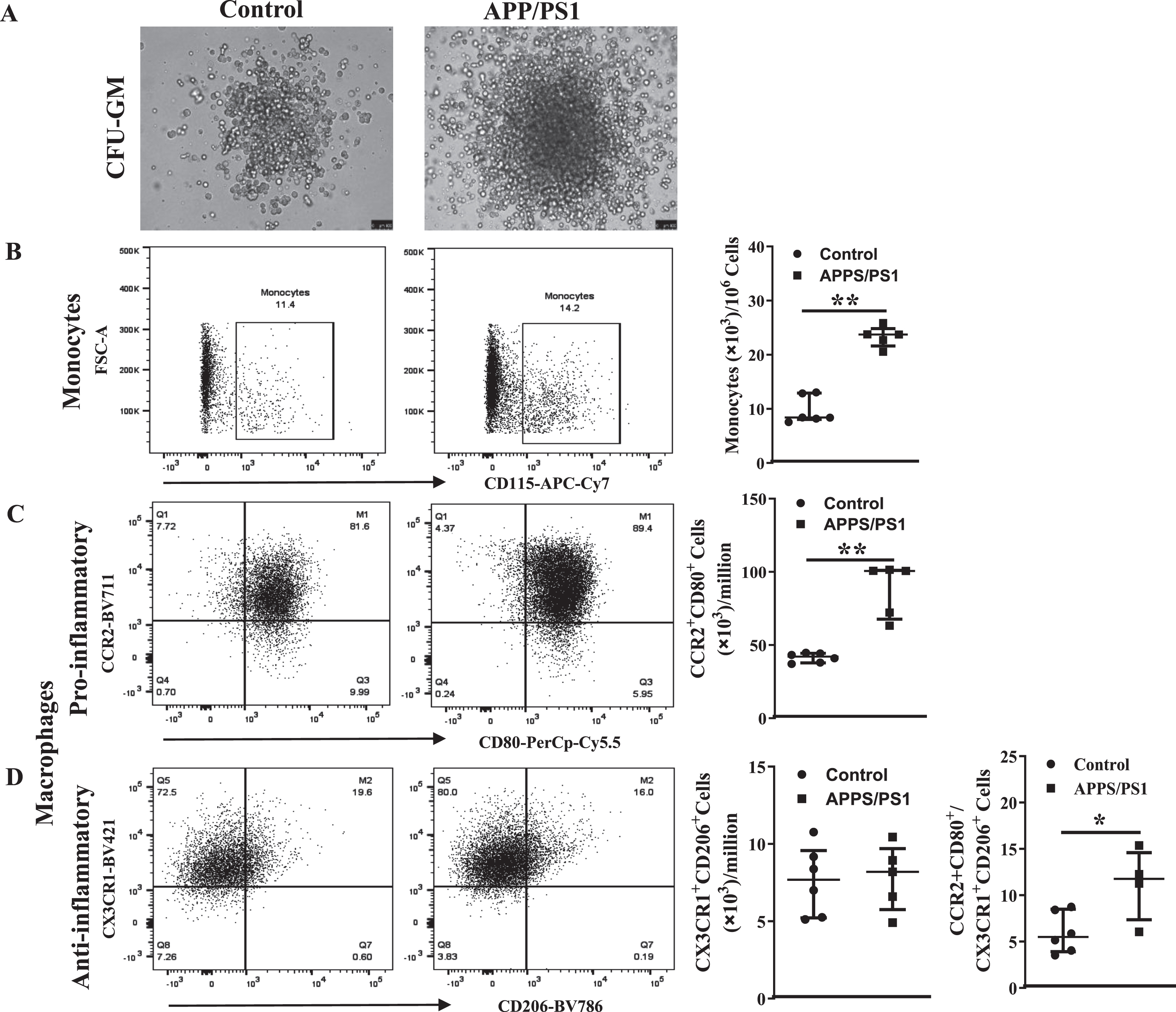 Myeolpoietic potential is higher in the bone marrow cells derived from APP/PS1 mice. A) Shown were representative bright field images of colonies observed in the CFU-GM assay by using the control or APP/PS1 mice bone marrow cells. B-D) Representative flow cytometry dot plots for the enumeration of monocyte-macrophages derived from CFU-GM colonies and the quantification for relative comparison. Monocytes (CD45+Ly6G−Ly6C+CD115+) (B) and the pro-inflammatory macrophages (CD45+CD11b+Ly6G−Ly6C+F4/80+CCR2+CD80+) (C) were higher in the colonies of obtained from APP/PS1 group (**p < 0.01, n = 12 plates/6 mice) compared to controls (n = 10 plates/5 mice) while the anti-inflammatory macrophages (CD45+CD11b+Ly6G−Ly6C+F4/80+CX3CR1+CD206+) (D) were similar in both groups. Ratios of pro-inflammatory macrophage to anti-inflammatory macrophages were significantly higher in colonies derived from APP/PS1 bone marrow cells compared to control (**p < 0.05). Mann-Whitney test was used to test the statistical significance.