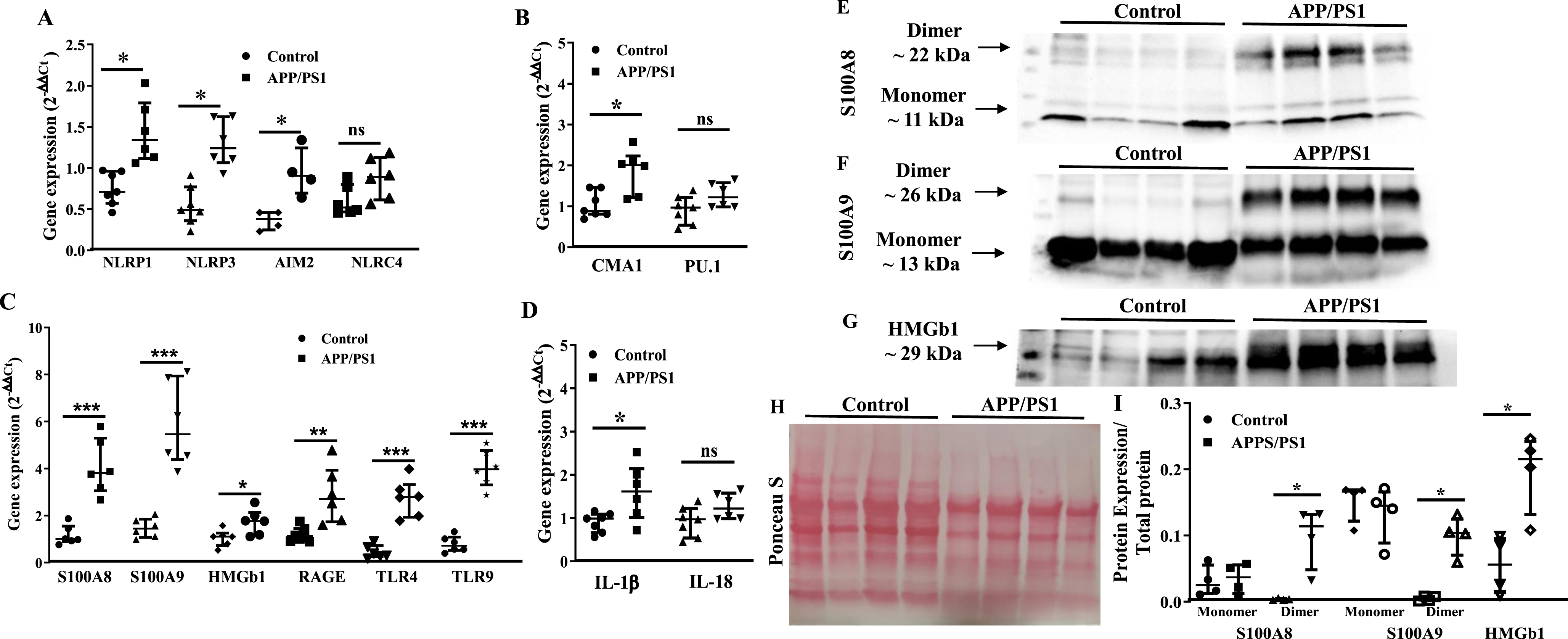 Increased expression of pro-myelopoietic/pro-inflammatory factors in the bone marrow hematopoietic stem/progenitor cells (HSPCs) of APP/PS1 mice. A– D) Gene expression was normalized to the β-actin. The relative gene expression was higher for NLRP1 (*p < 0.05), NLRP3 (*p < 0.05), and AIM2 (*p < 0.05) (A), CMA1 (*p < 0.05) (B), S100A8 (*p < 0.001), S100A9 (*p < 0.001), HMGb1 (*p < 0.05), RAGE (*p < 0.01), TLR4 (*p < 0.001), and TLR9 (*p < 0.001) (C) and IL1β (*p < 0.05) (D) in the HSPCs of APP/PS1 mice compare to the control while that of NLRC4 (A), PU.1 (B) and IL18 (D) were unchanged. E– G) Shown were representative optical density images of western blots of S100A8 (E), S100A9 (F), and HMGb1 and the Ponceau S staining of total protein (G) in the bone marrow supernatants. I) Protein expression of the dimers of S100A8 or S100A9 and HMGb1 was higher (*p < 0.05, n = 4) in the BM-supernatants of APP/PS1 mice compared to that of control while the protein levels of the monomers were unchanged. Data sets were analyzed by using Mann-Whitney test.