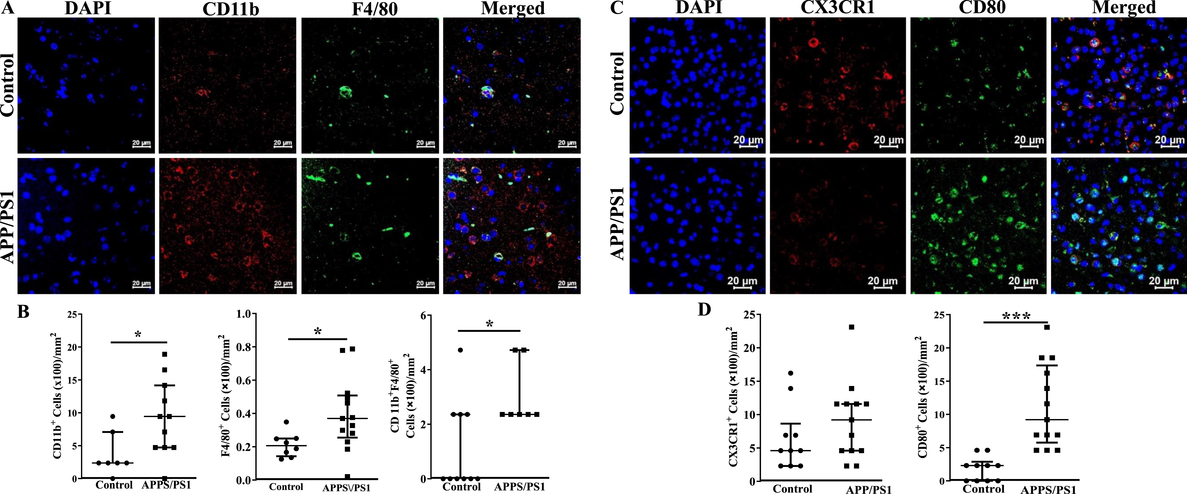 Increased number of inflammatory macrophage in the frontal cortices of APP/PS1 mice. A) Shown were representative immunofluorescence images of frontal cortices derived from control and APP/PS1 mice stained for nuclei (DAPI), CD11b or F4/80. Scale bar measures 20 microns. B) CD11b+ or F4/80+ or the dual positive cells were higher in the APP/PS1 mice (*p < 0.05, n = 6) compared to the control (n = 5). C) Shown were representative immunofluorescence images of frontal cortices derived from control and APP/PS1 mice stained for nuclei (DAPI), CX3CR1 or CD80. Scale bar measures 20 microns. D) CD80+ cells were higher in the APP/PS1 mice (*p < 0.001, n = 6) compared to the control (n = 5), while the number of CX3CR1+ cells was similar in both groups. Datasets were compared by Mann-Whitney test for statistical significance.