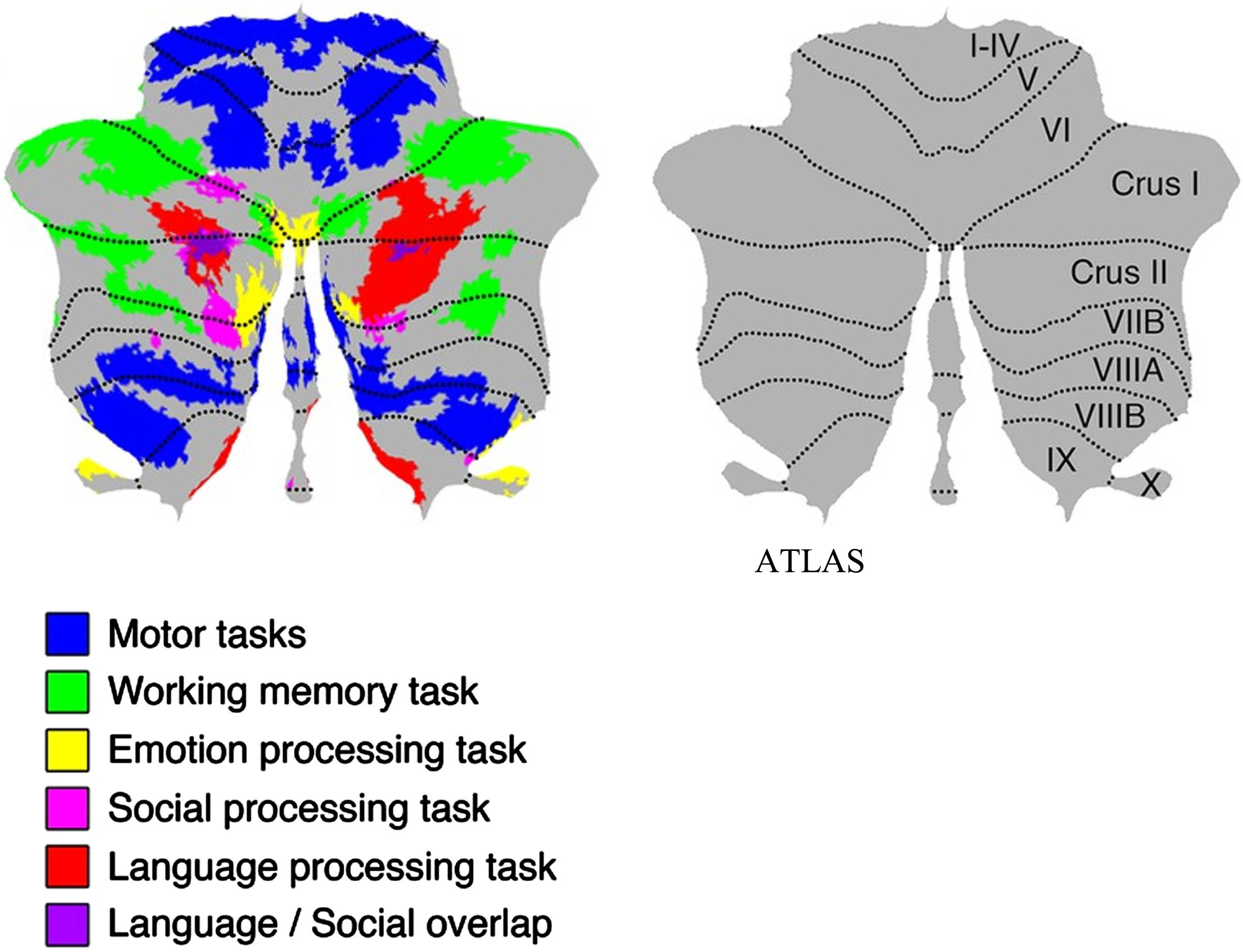 Topographic organization cerebellar lobules. The figure displays cerebellar fMRI task activations to language (Crus I/II, region stimulated in our study), cognitive and motor tasks, on a flatmap of the cerebellum. Adapted from Figure 1: Functional gradients of the cerebellum, by Guell et al., used under CC BY 4.0 / Source: eLife.161